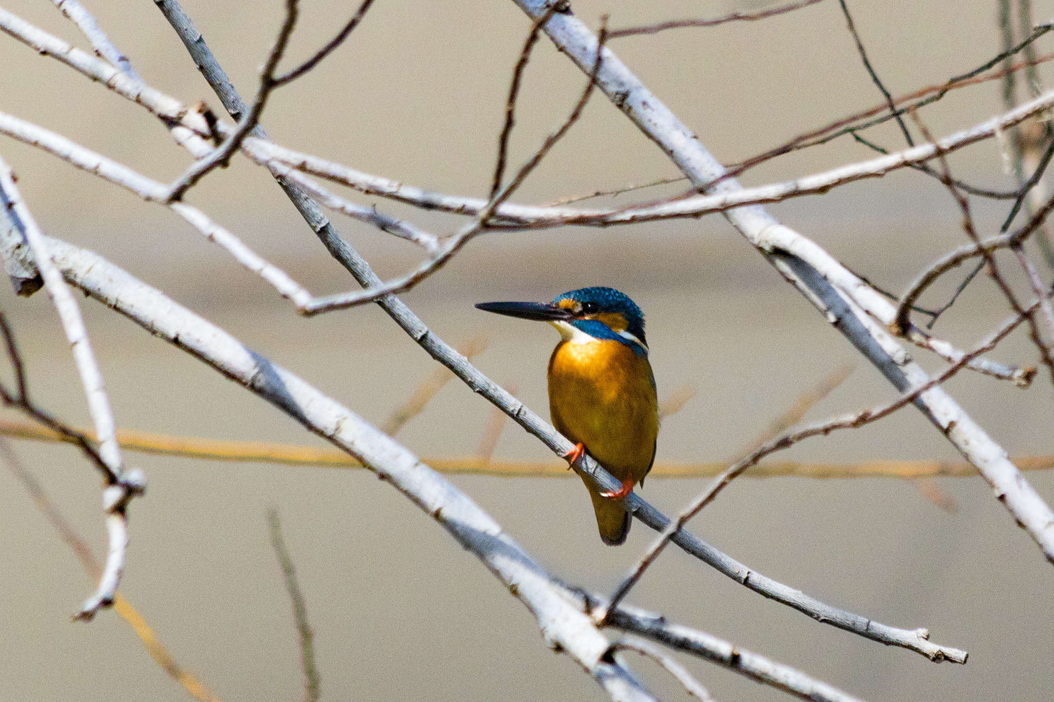 Canon EF 70-300mm F4-5.6 IS USM sample photo. 翠鳥 photography