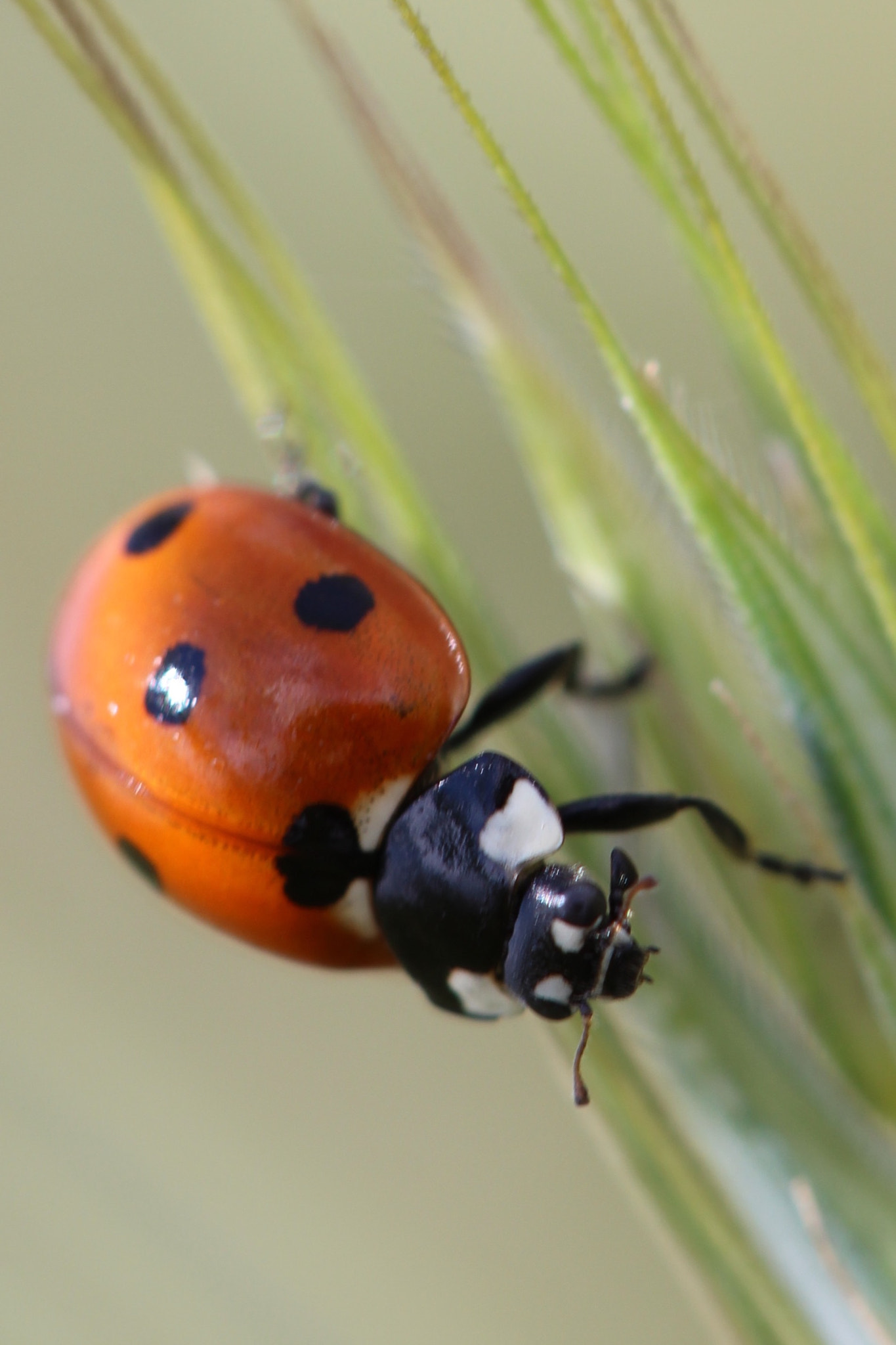 Canon EOS 600D (Rebel EOS T3i / EOS Kiss X5) + Canon EF 100mm F2.8 Macro USM sample photo. Ladybug photography