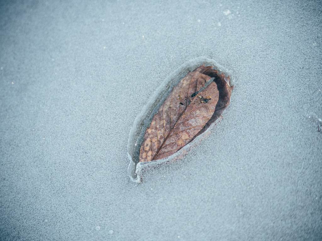 Panasonic Lumix G X Vario 35-100mm F2.8 OIS sample photo. Leaf photography
