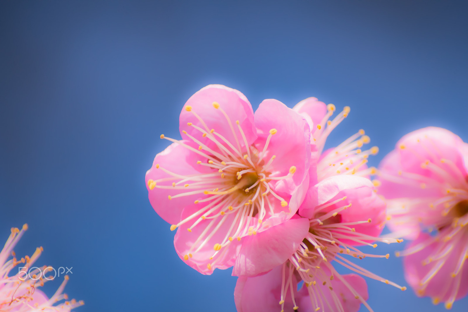 Sigma sample photo. Plum blossom photography