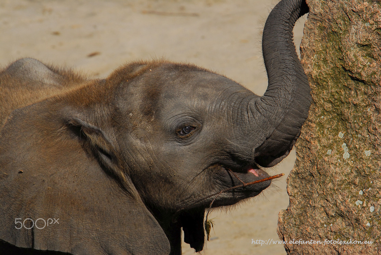 Nikon D200 sample photo. Charming eye photography