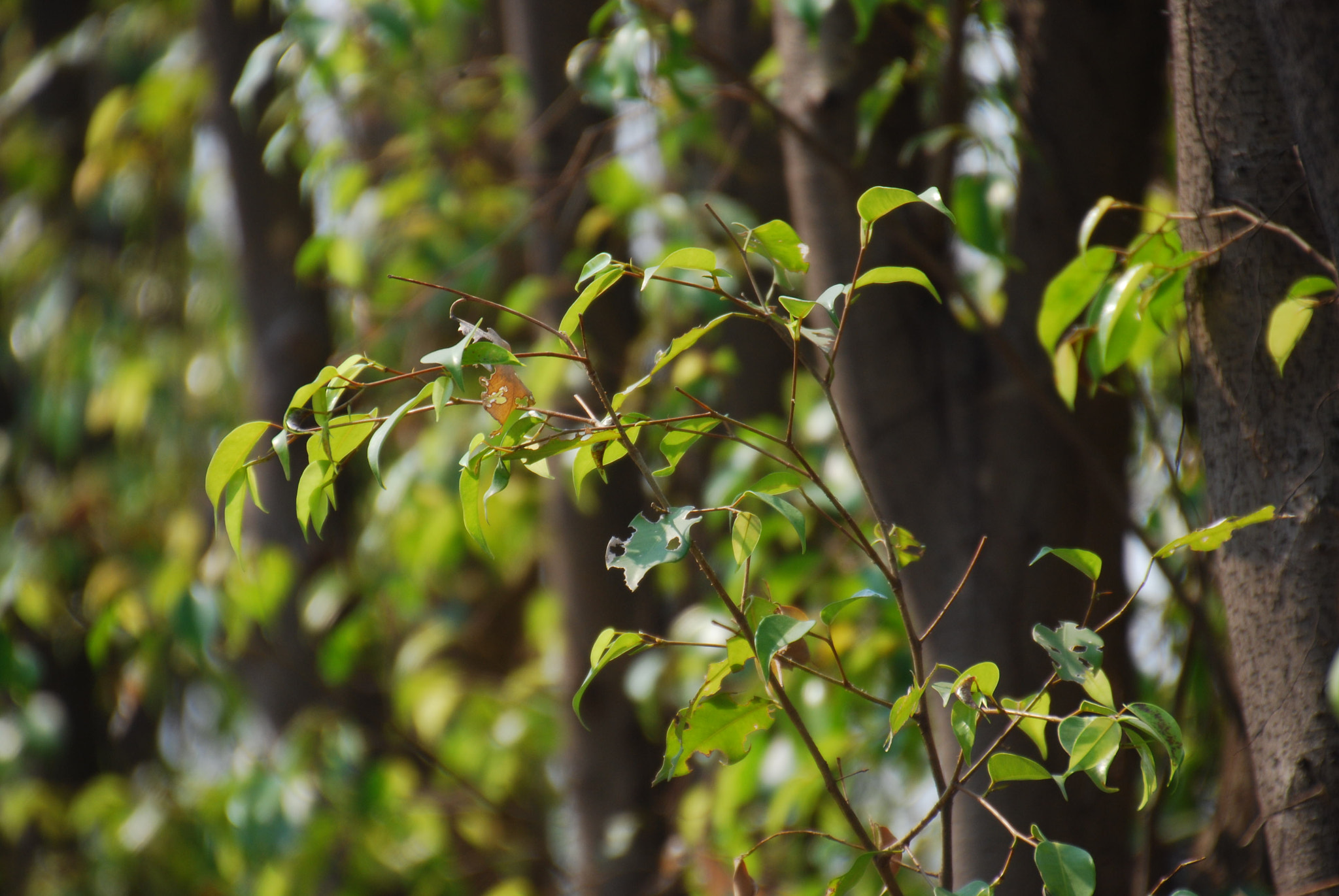 Nikon D60 sample photo