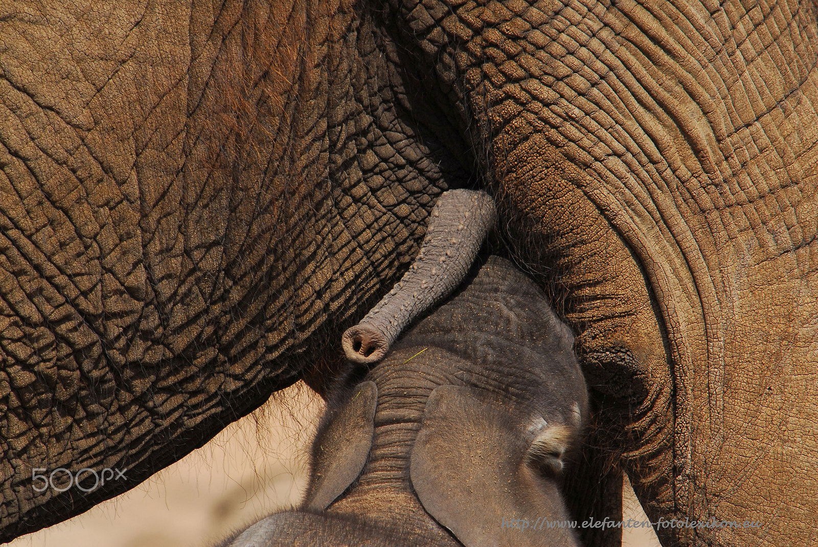 Nikon D200 sample photo. Hungry photography