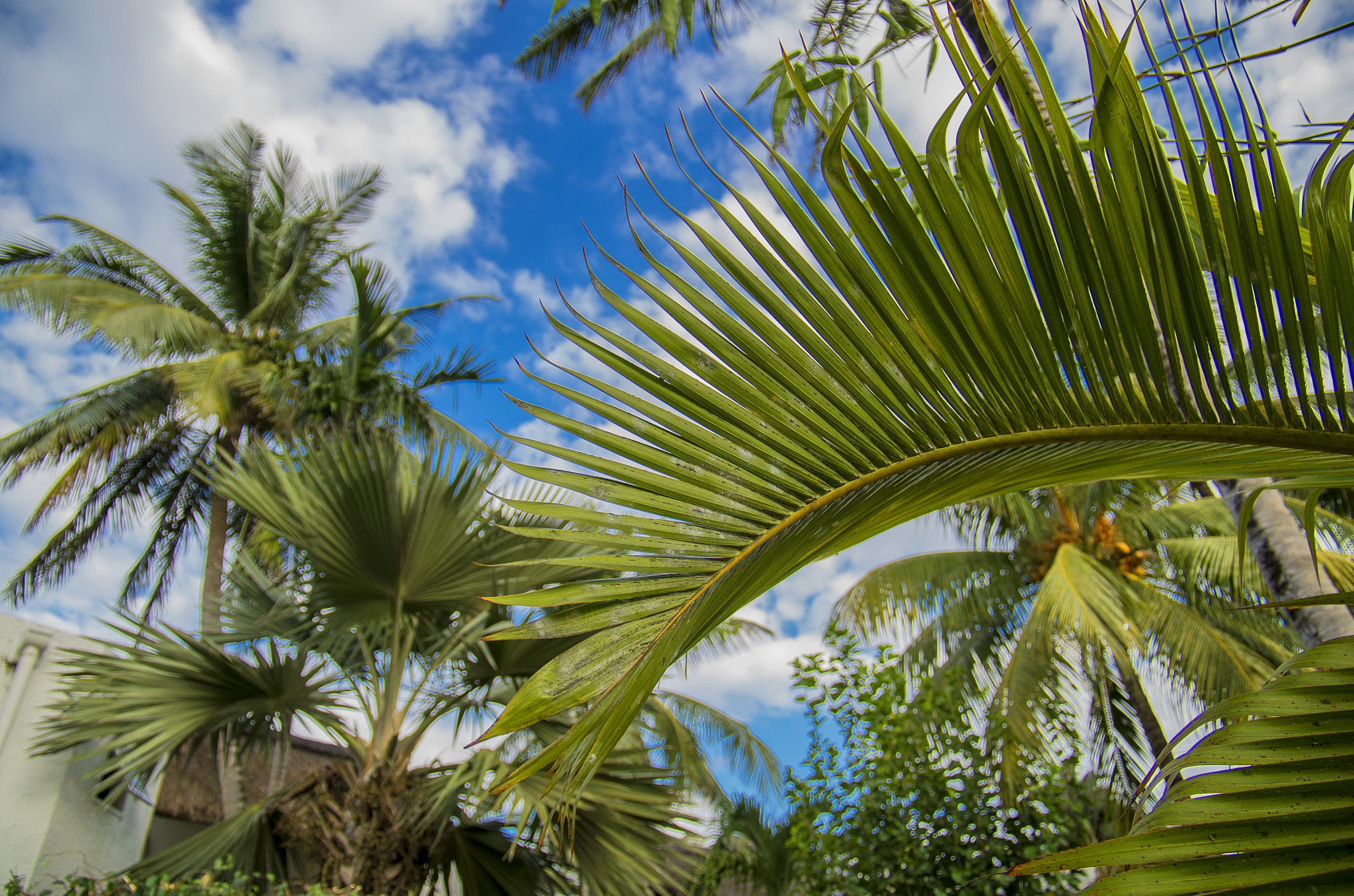 Pentax smc DA* 16-50mm F2.8 ED AL (IF) SDM sample photo. Mauritius photography