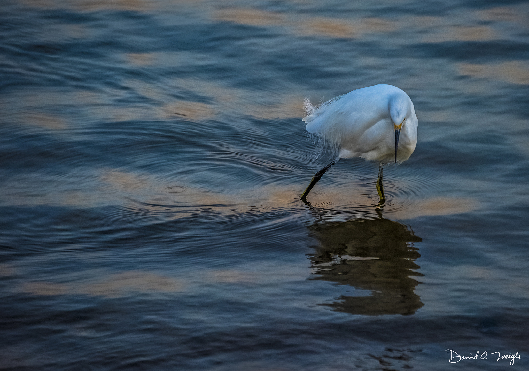 Nikon D810 sample photo. Snowy egret stocks dinner photography