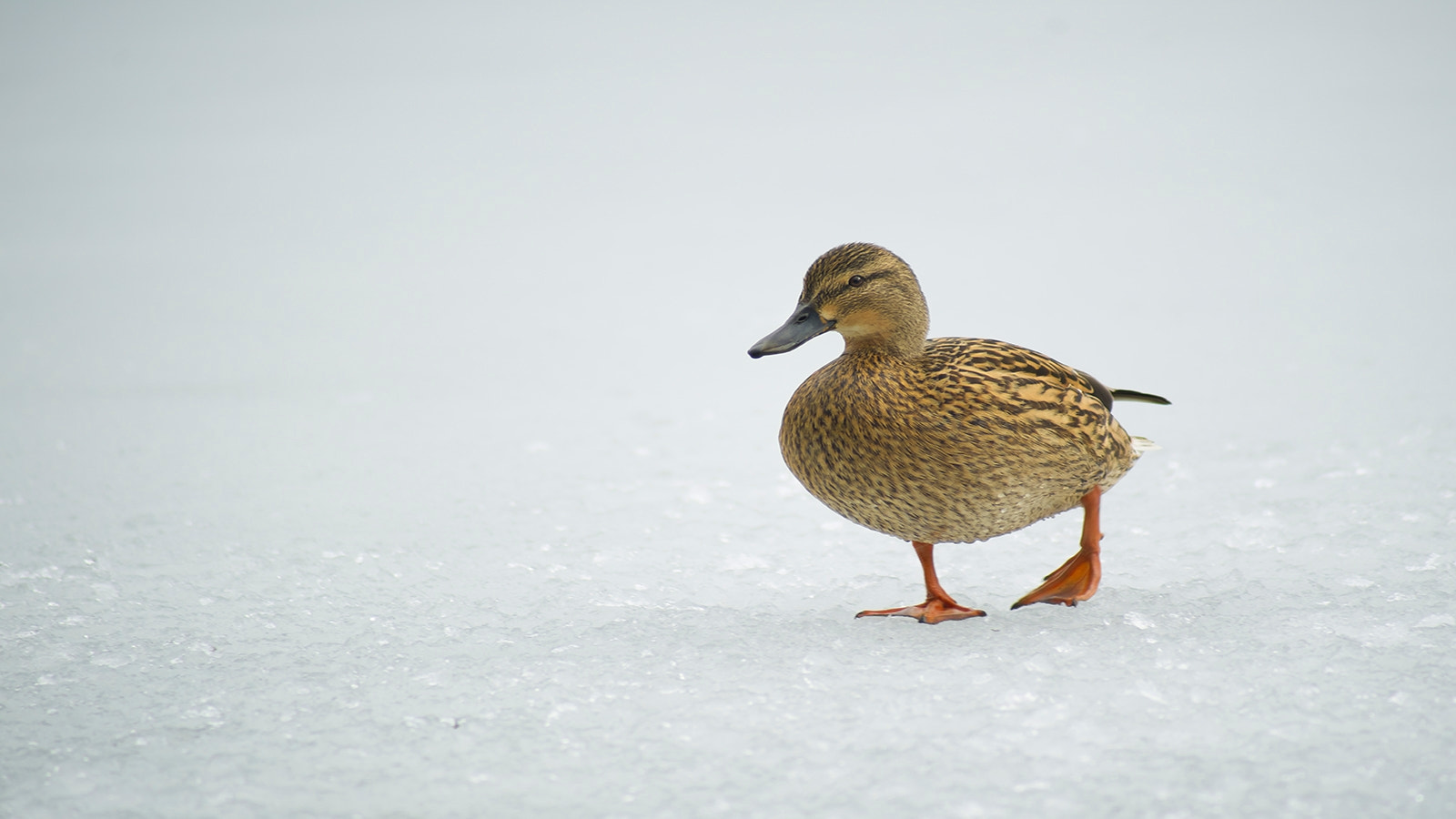 Sony Alpha DSLR-A850 + Sony 75-300mm F4.5-5.6 sample photo. Wild duck photography