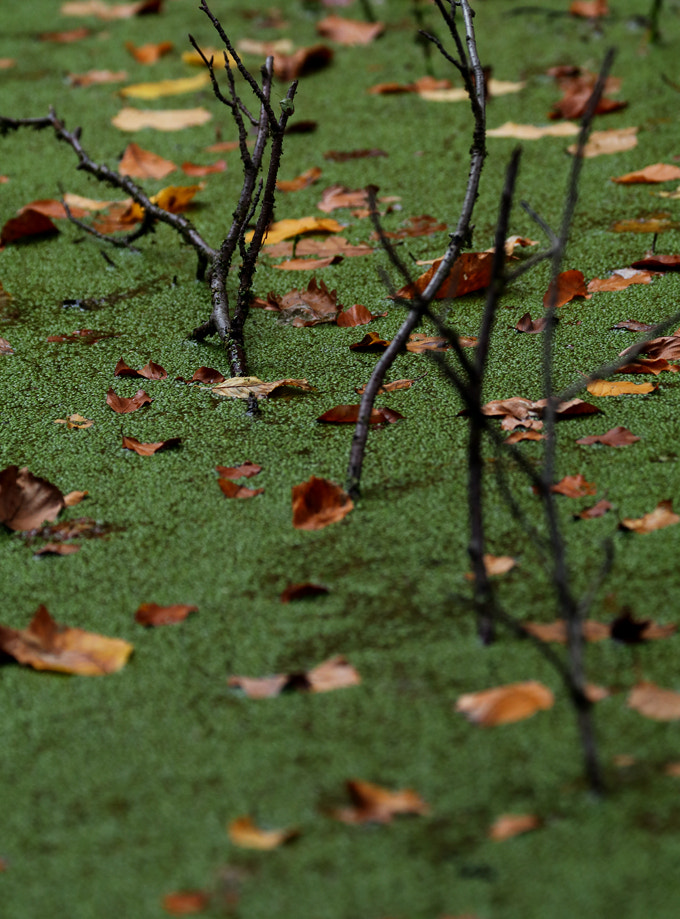 Canon EF 70-300mm F4-5.6L IS USM sample photo. The carpet photography