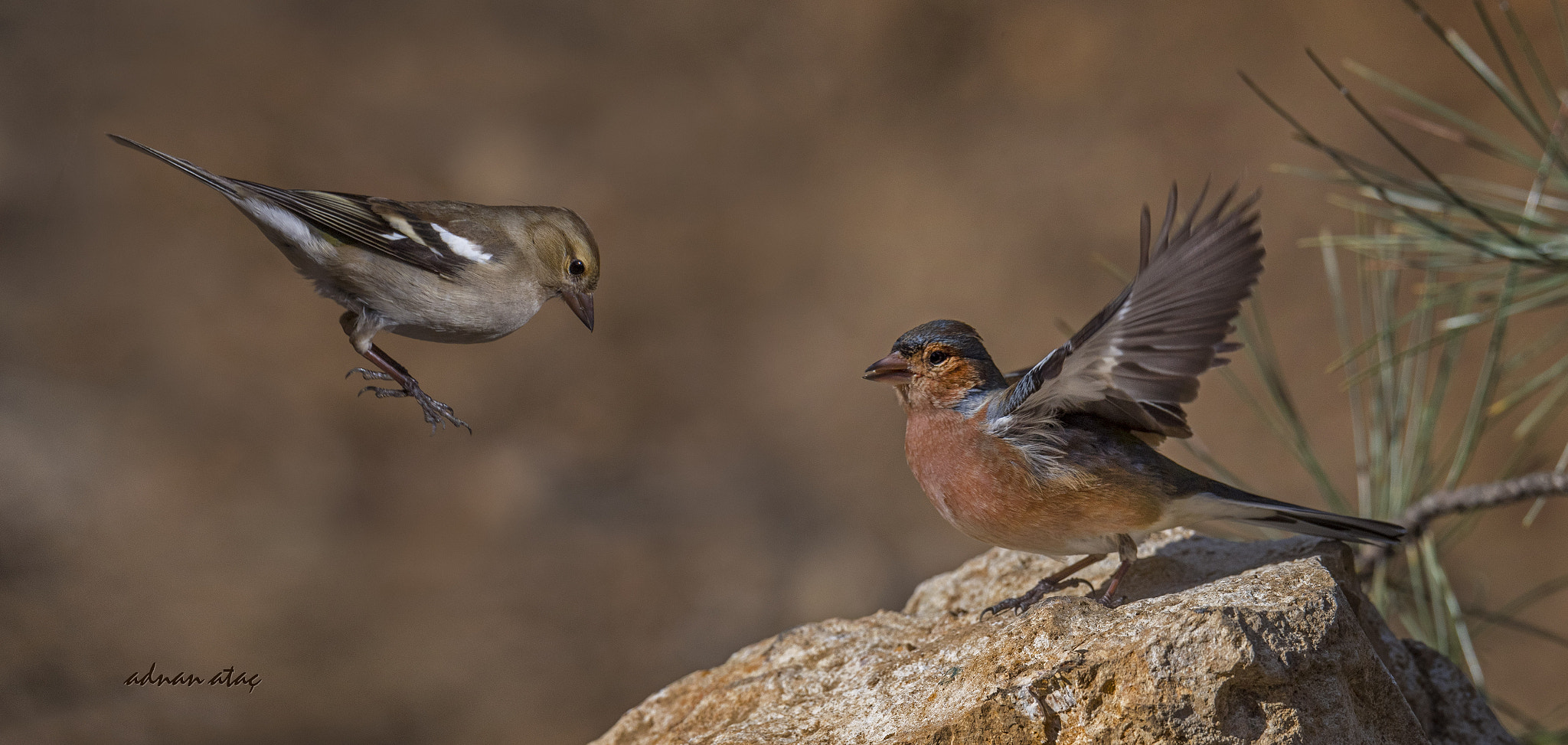 Sigma 150-600mm F5-6.3 DG OS HSM | S sample photo. İspinoz - common chaffinch - fringilla coelebs photography