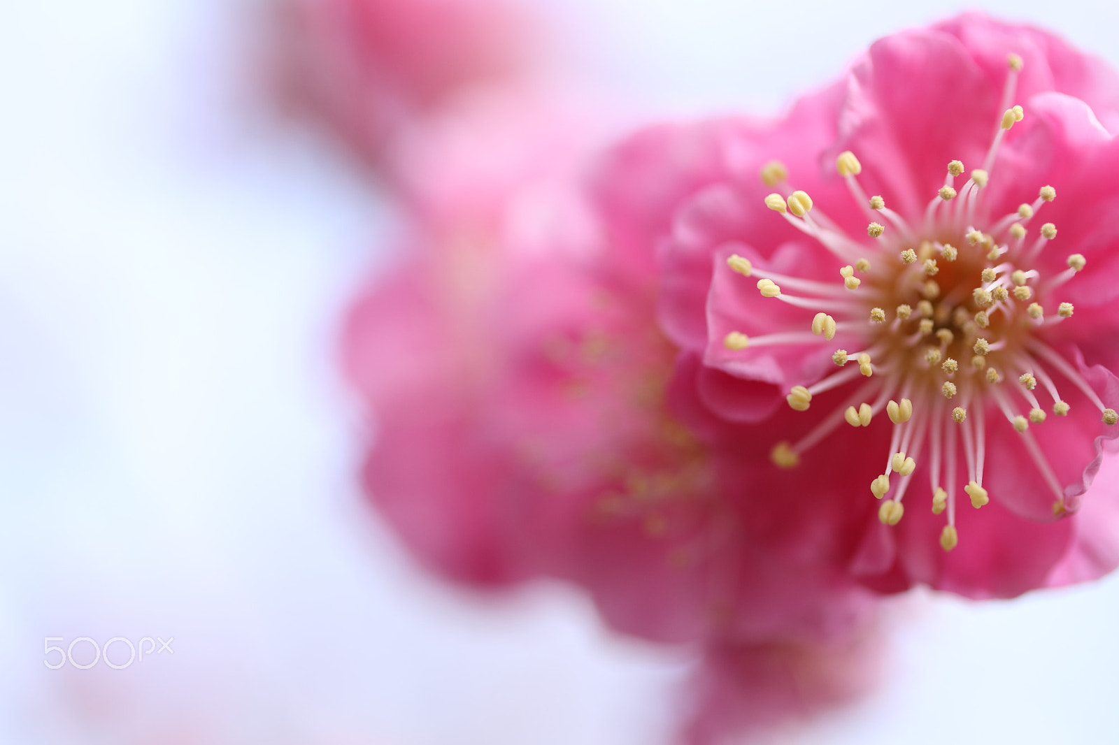 Canon EF-S 60mm F2.8 Macro USM sample photo. Japanese apricot photography