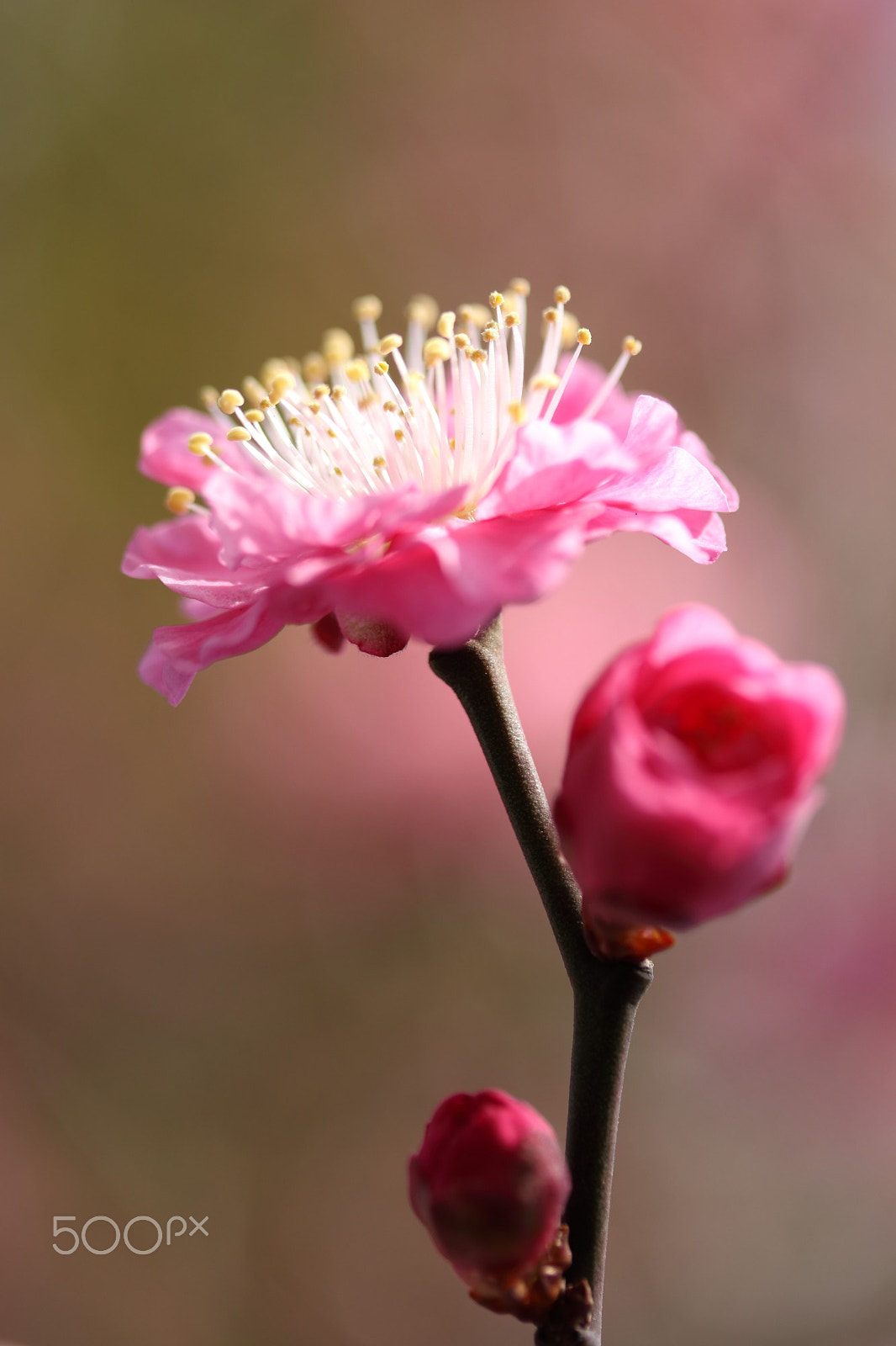 Canon EF-S 60mm F2.8 Macro USM sample photo. Japanese apricot photography