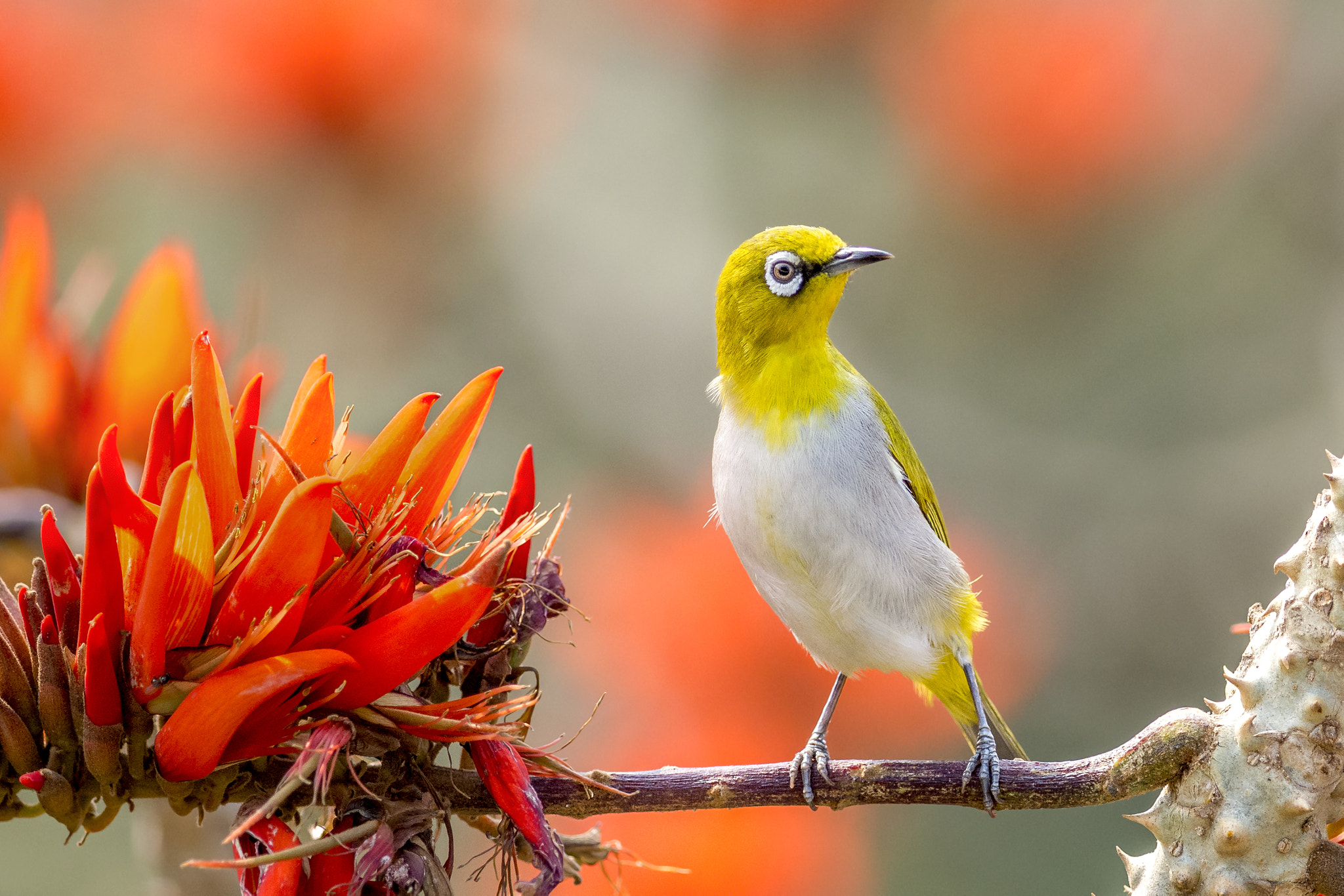 Nikon D7200 + Nikon AF-S Nikkor 300mm F4D ED-IF sample photo. White-eye photography