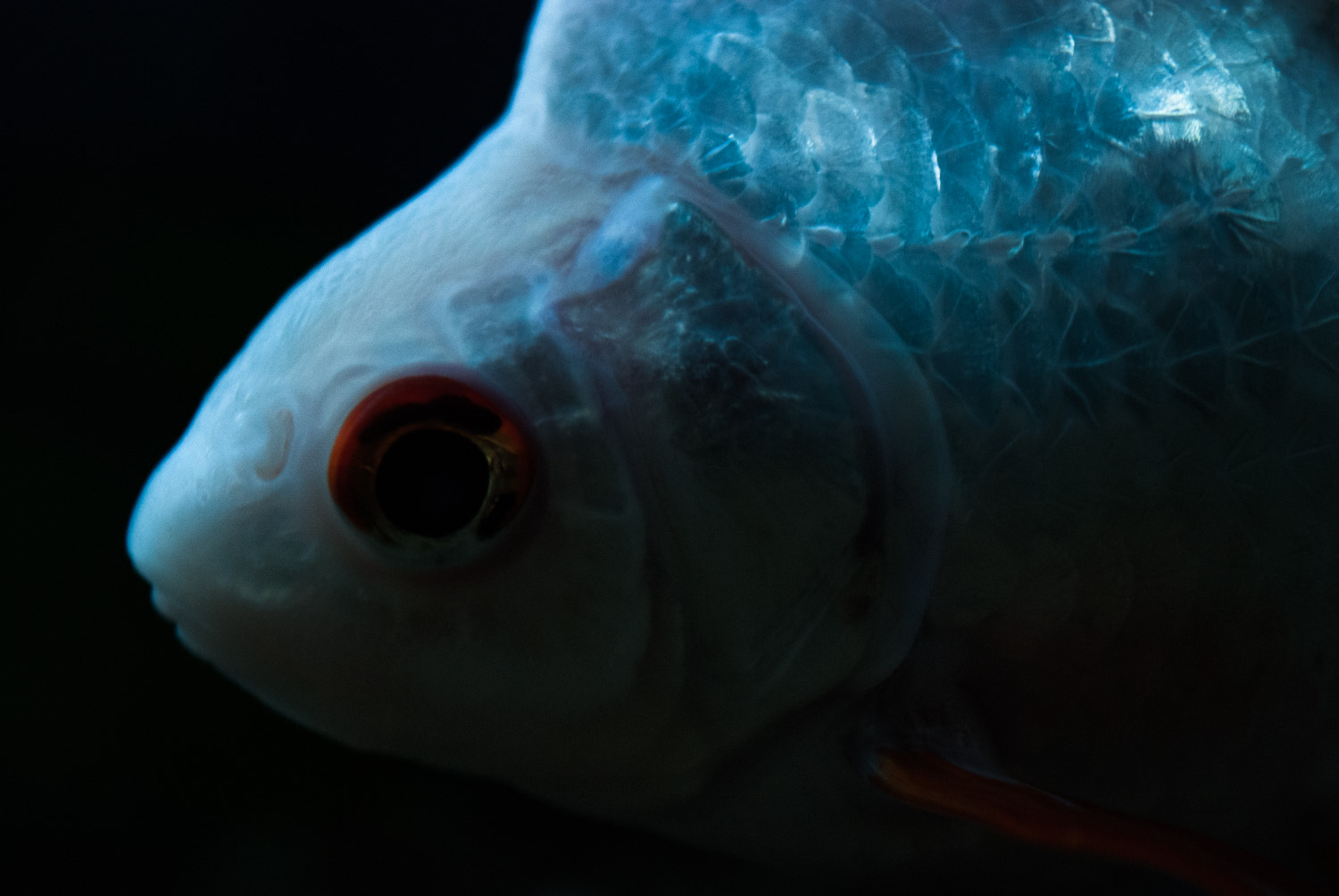 Nikon AF-S DX Micro Nikkor 40mm F2.8 sample photo. Goldfish photography