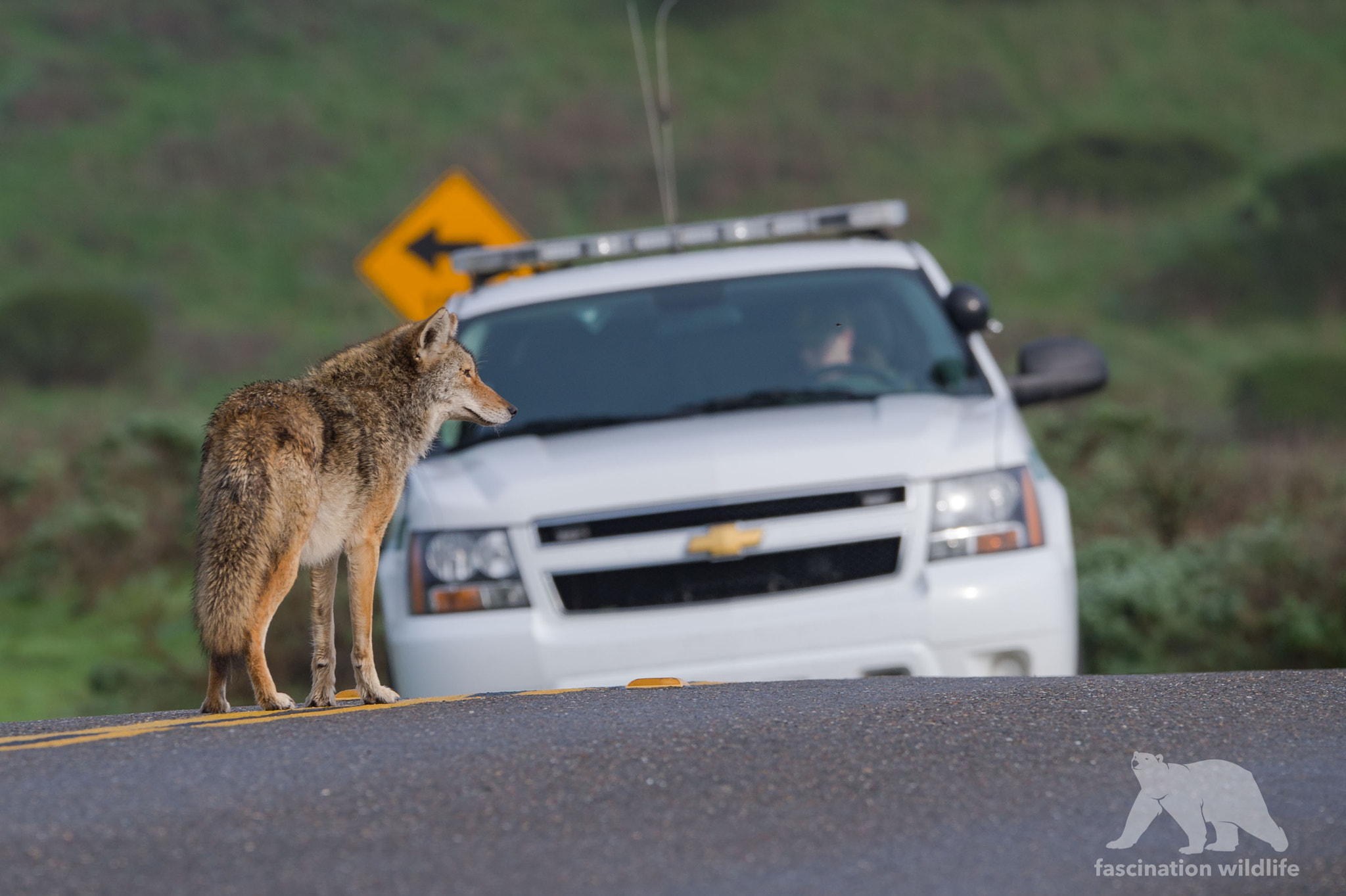 Nikon D4S + Sigma 150-600mm F5-6.3 DG OS HSM | S sample photo. Coyote vs ranger photography