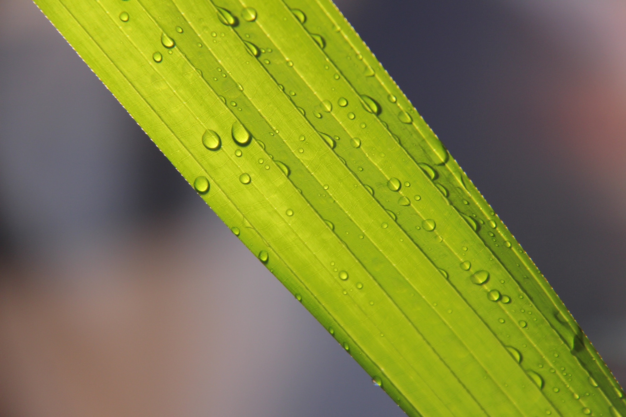 Canon EF-S 18-200mm F3.5-5.6 IS sample photo. 관음죽`````물주다^^찰칵 photography