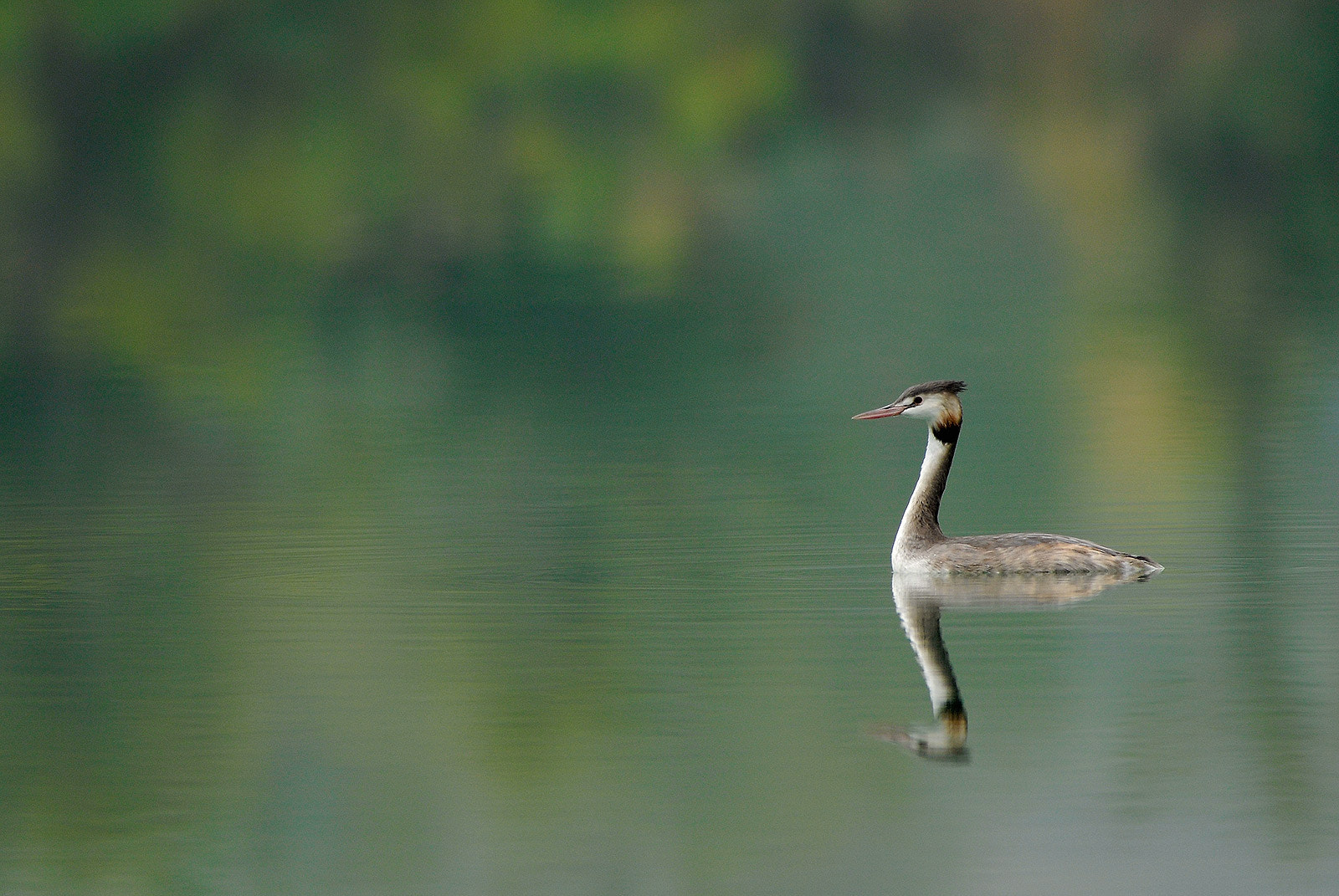 Nikon D200 sample photo. Svasso maggiore (podiceps cristatus) photography