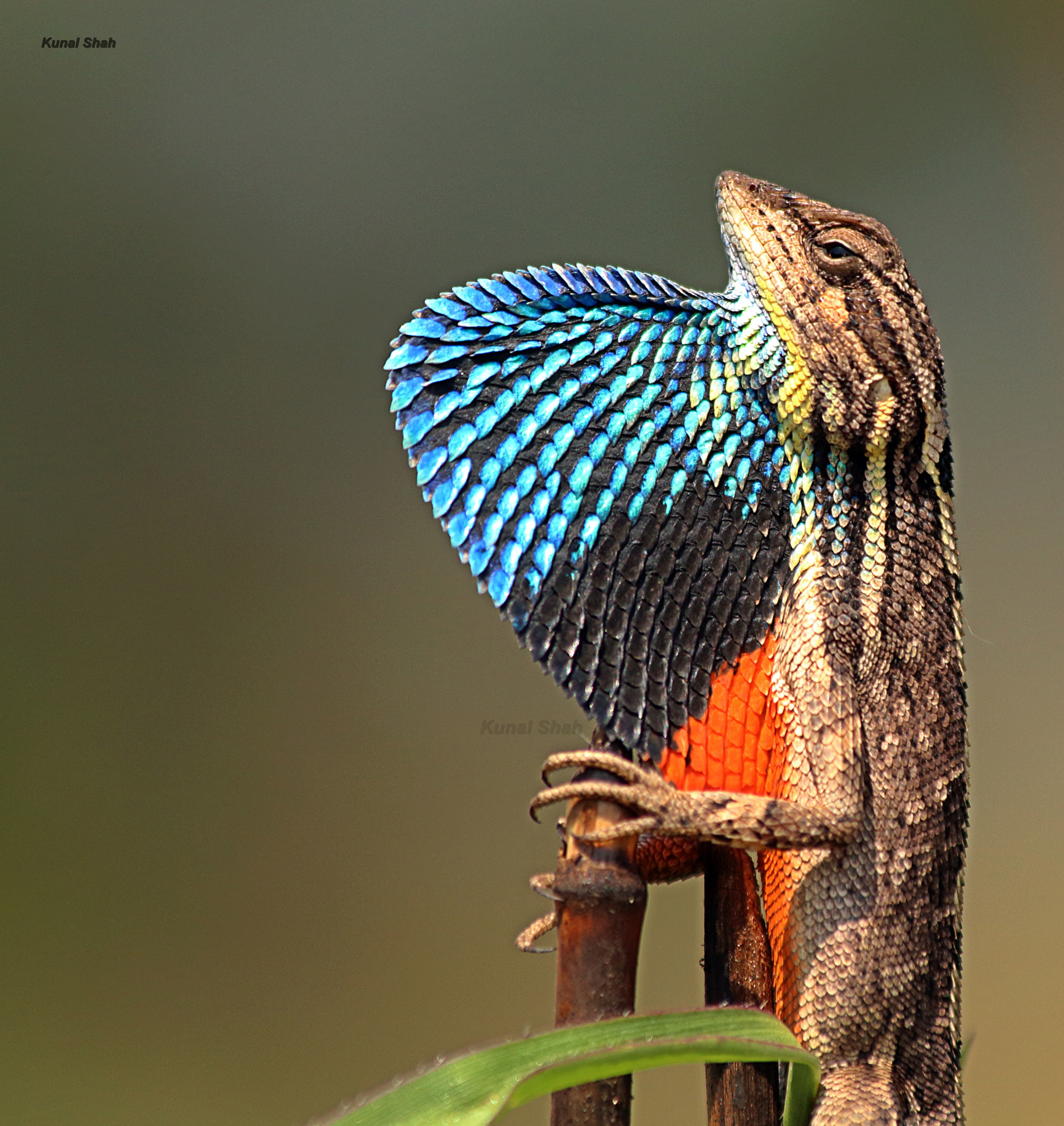 Canon EF 70-300mm F4-5.6 IS USM sample photo. Fan throated lizard photography