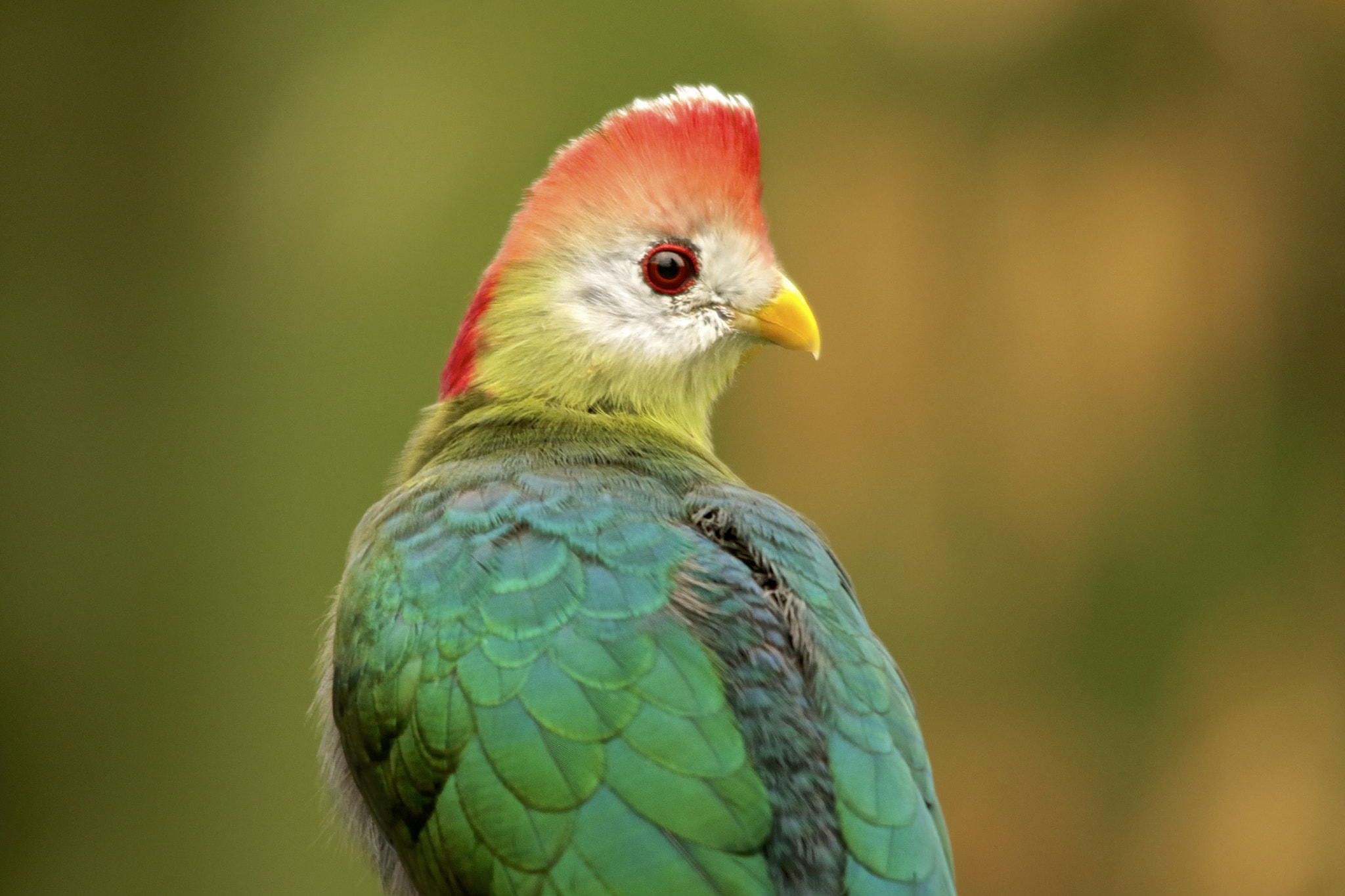 Sigma 150-500mm F5-6.3 DG OS HSM sample photo. Turaco crestirrojo photography