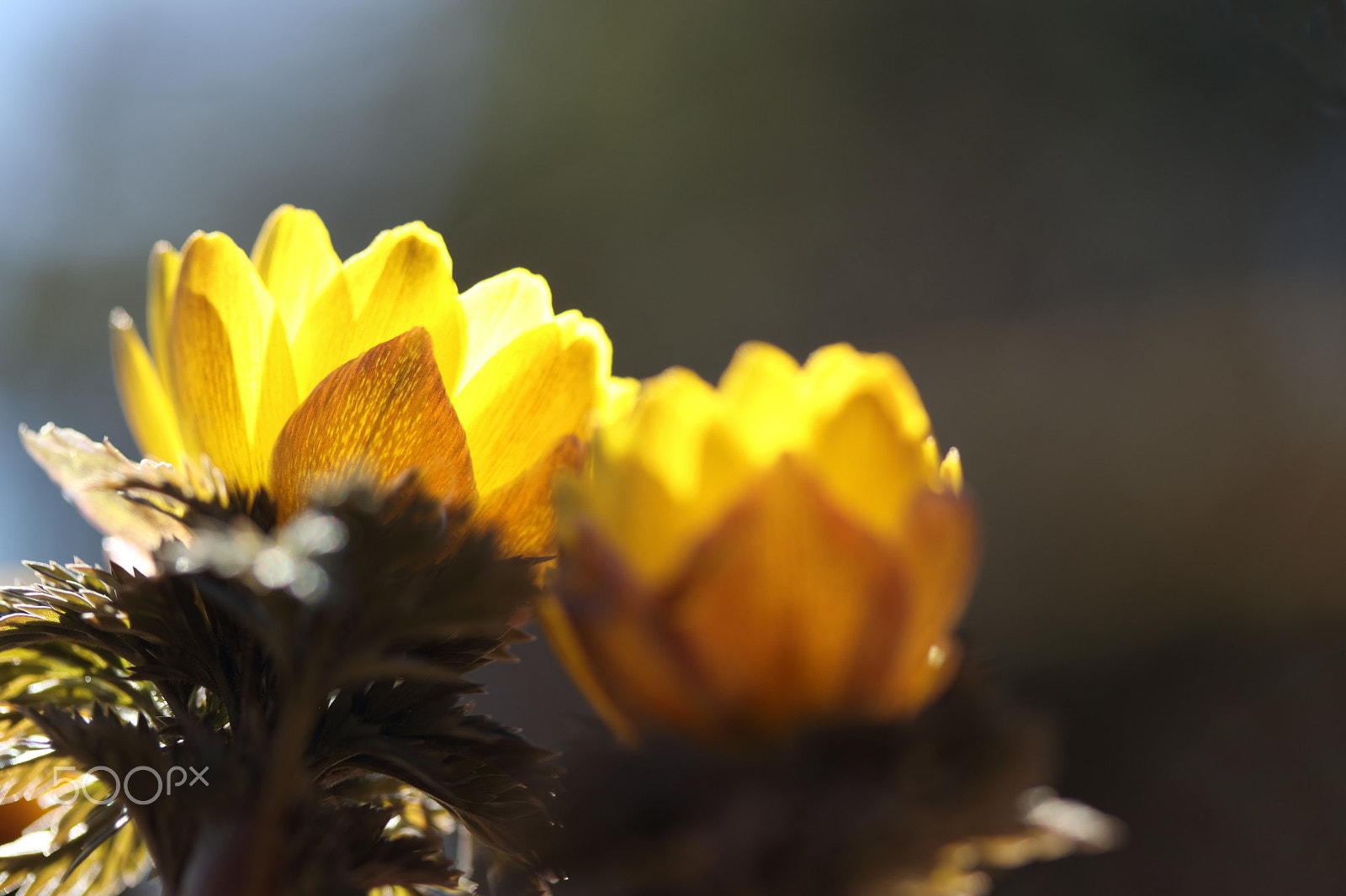 Canon EF-S 60mm F2.8 Macro USM sample photo. Adonis photography