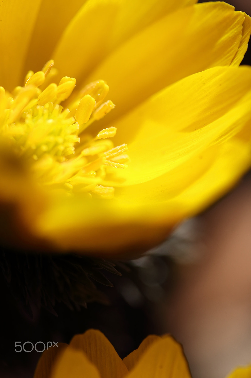 Canon EF-S 60mm F2.8 Macro USM sample photo. Adonis photography