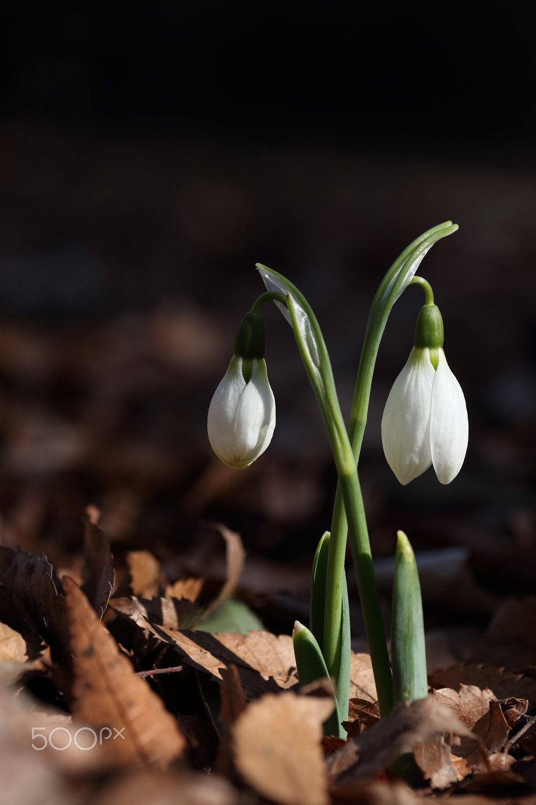 Canon EF-S 60mm F2.8 Macro USM sample photo. Common snowdrop photography
