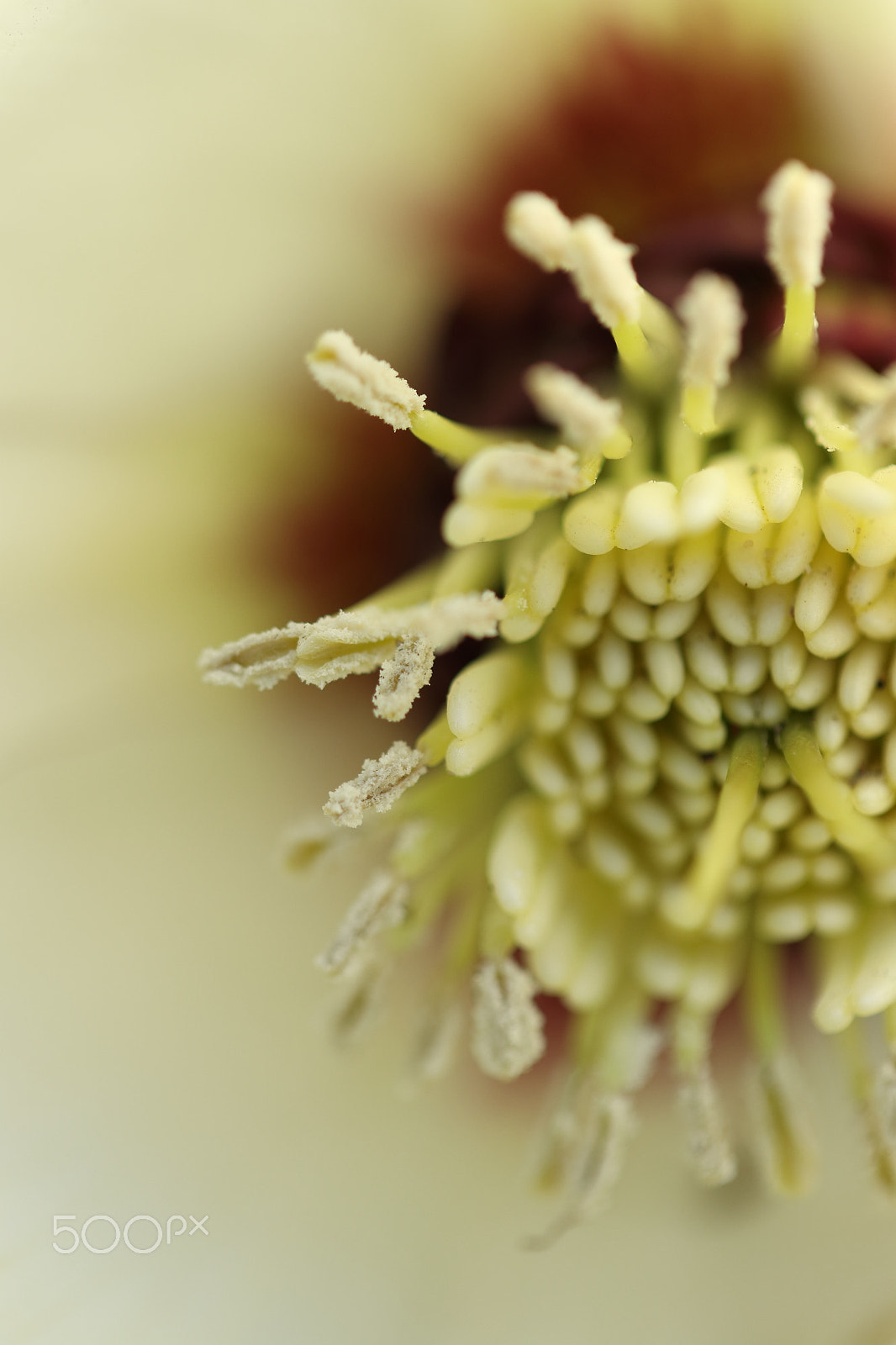 Canon EF-S 60mm F2.8 Macro USM sample photo. Christmas rose photography