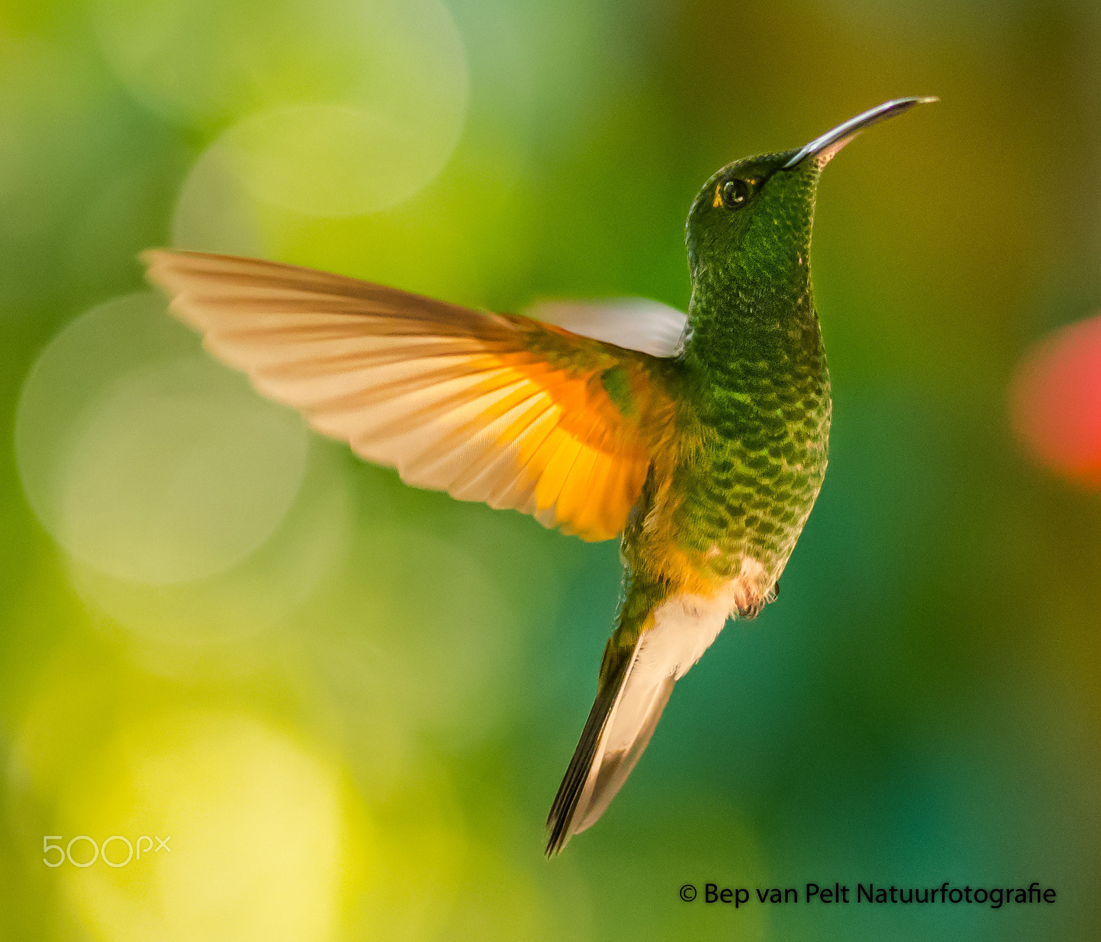 Sigma 105mm F2.8 EX DG OS HSM sample photo. Humminbird dancing in the morning sun photography