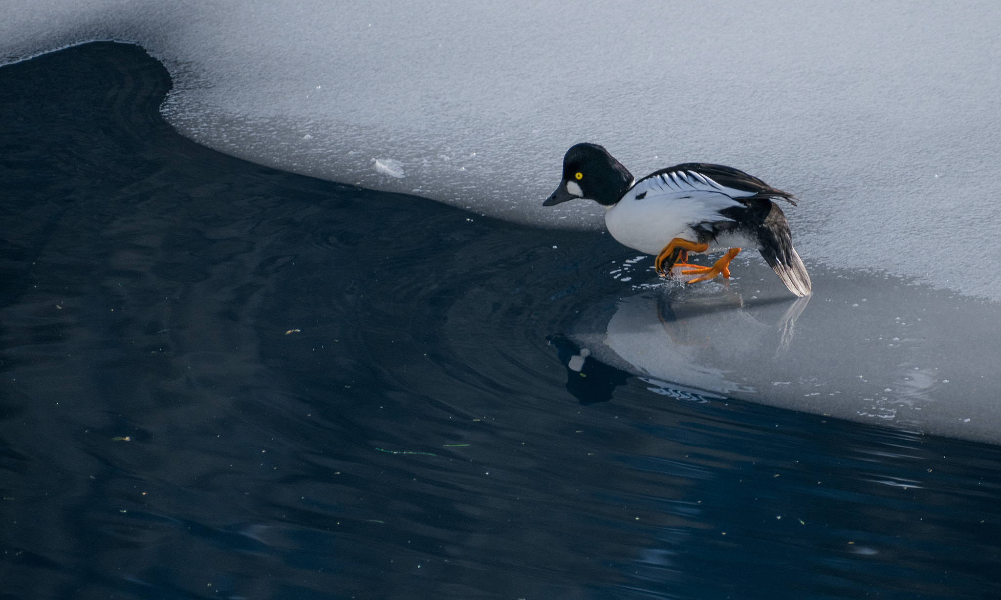 Nikon AF-S Nikkor 70-200mm F2.8G ED VR II sample photo. Taking a dip photography