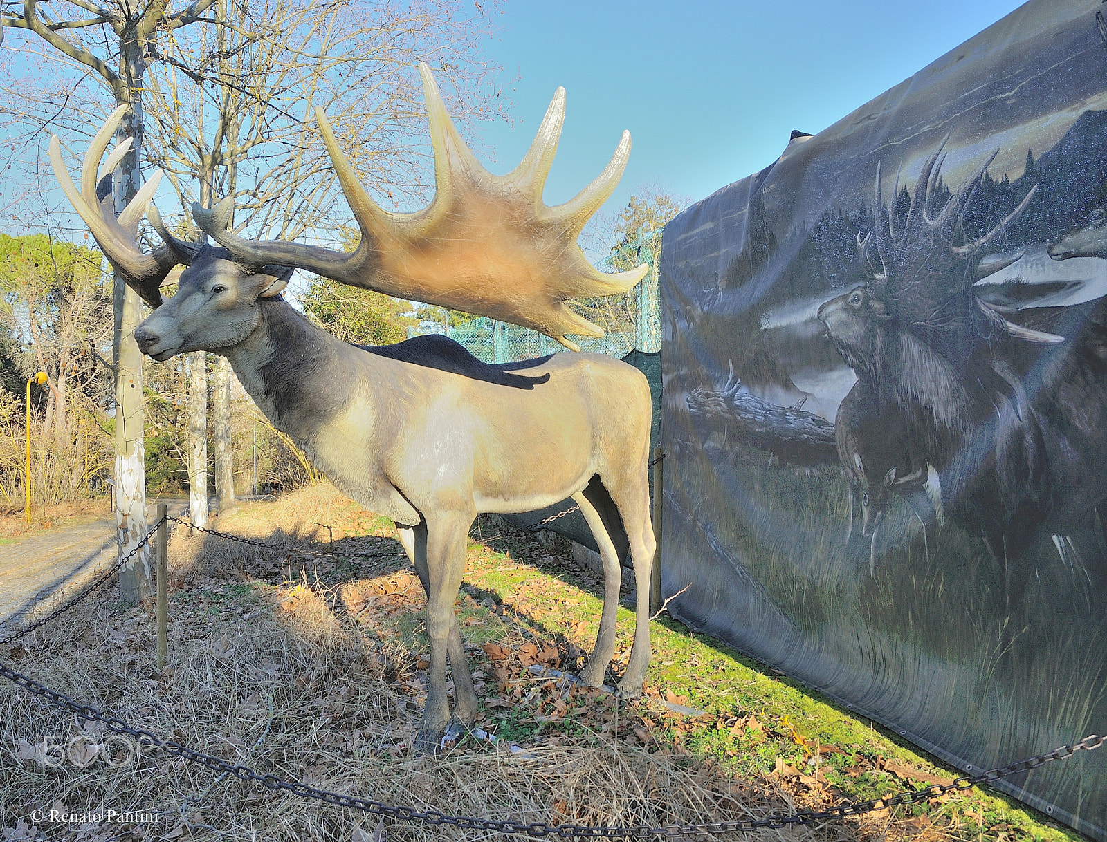 Nikon D300S sample photo. Megaloceros giganteus. photography
