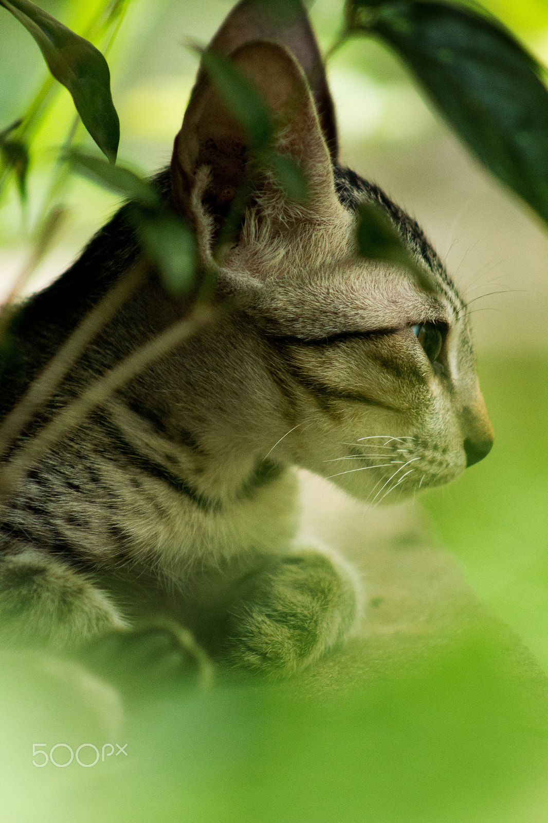 Canon EF 75-300mm f/4-5.6 USM sample photo. Neko photography