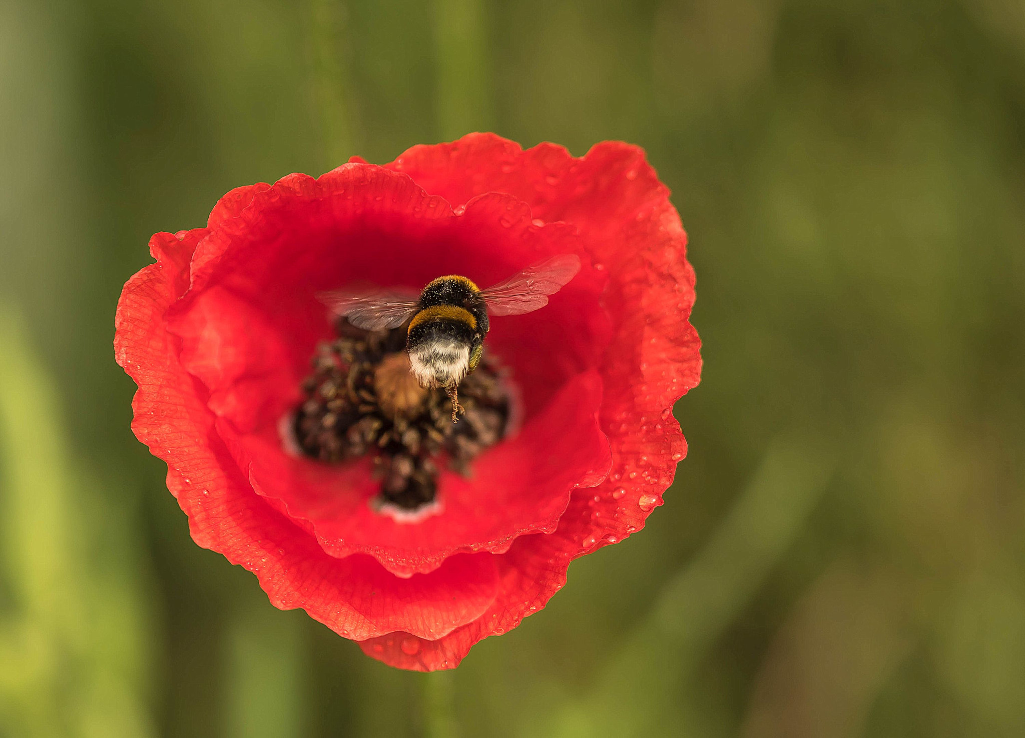 Sony a7R + Sony FE 90mm F2.8 Macro G OSS sample photo. And she can fly photography