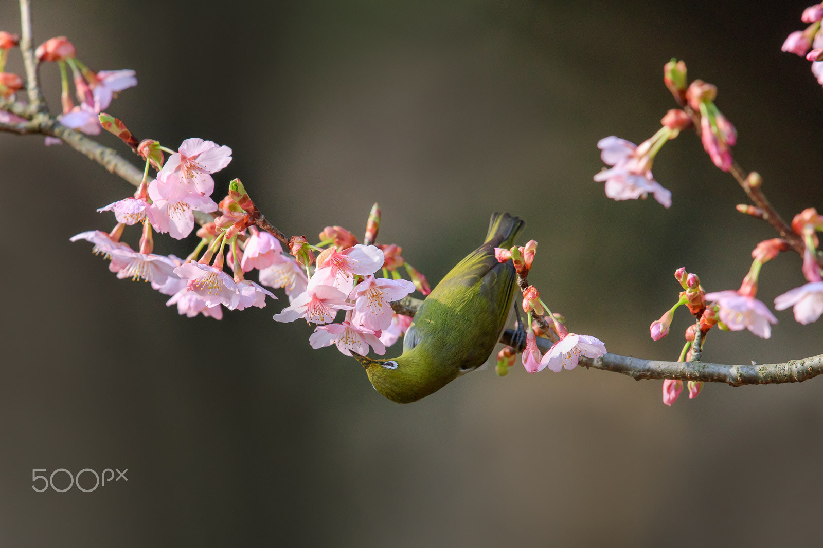 Canon EF 600mm F4L IS II USM sample photo. White-eye and cherry blossom photography