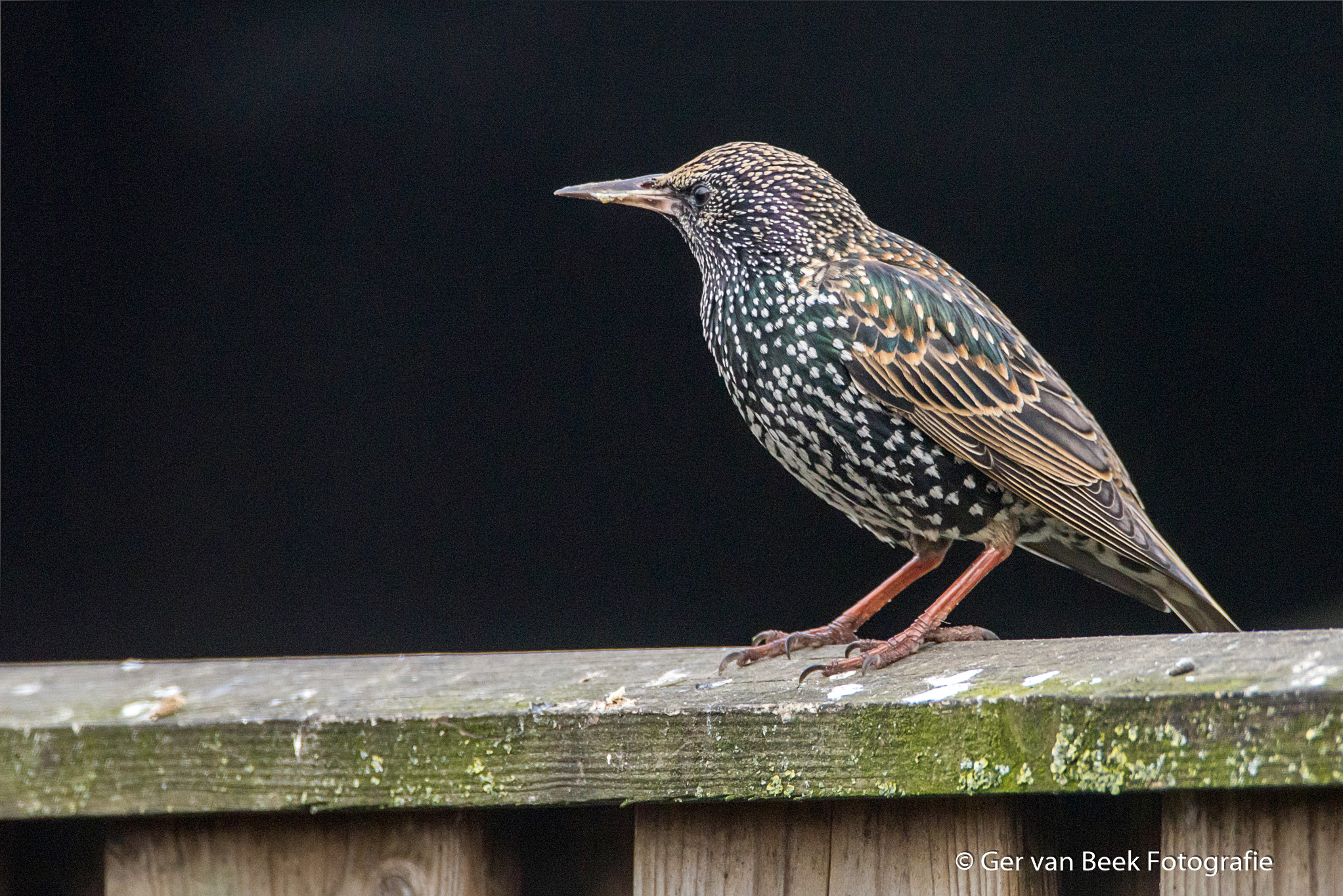 Sigma 150-600mm F5-6.3 DG OS HSM | C sample photo. Common starling photography