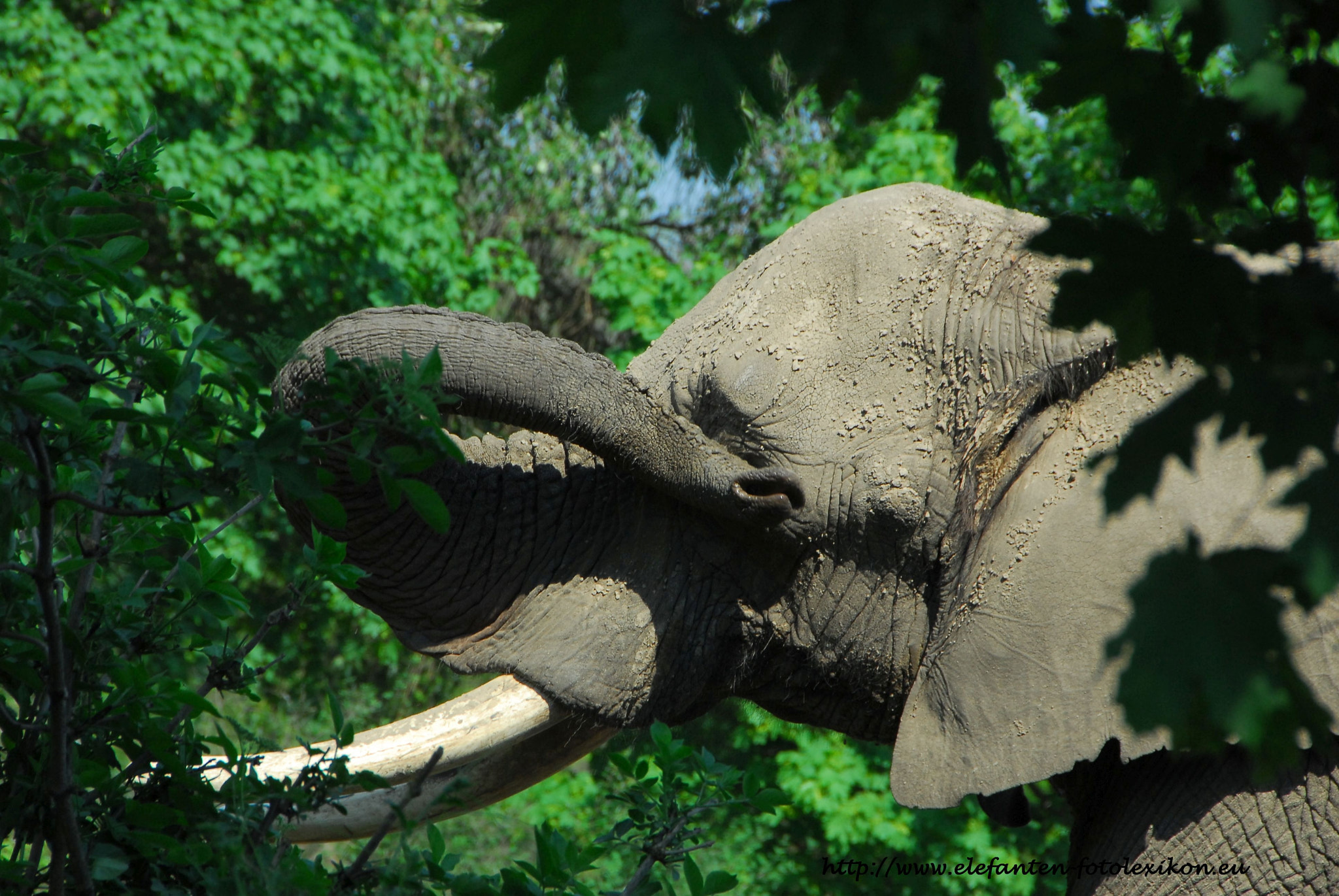 Nikon D200 sample photo. Tembo - looking like nature photography