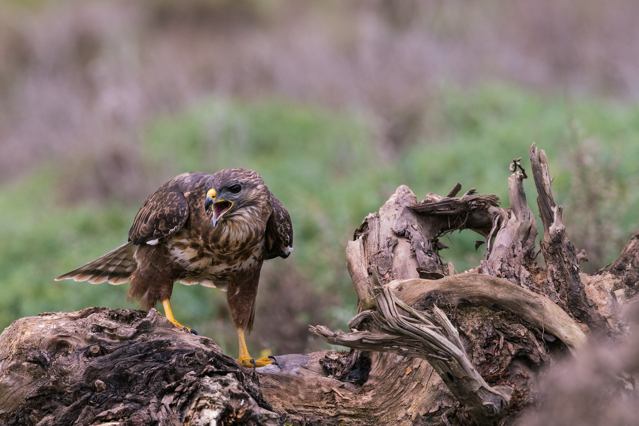 Sony 300mm F2.8 G SSM II sample photo. Buteo buteo photography