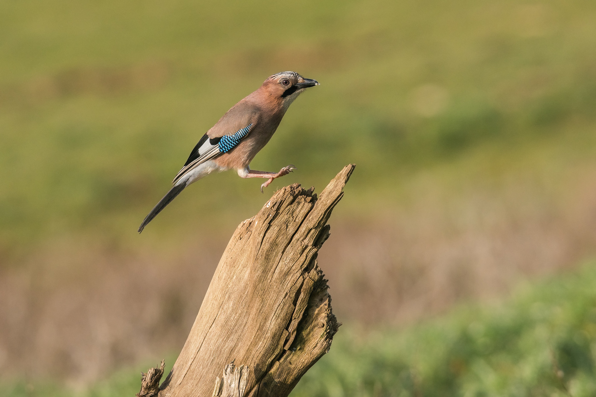 Sony 300mm F2.8 G SSM II sample photo. Garrulus glandarius photography