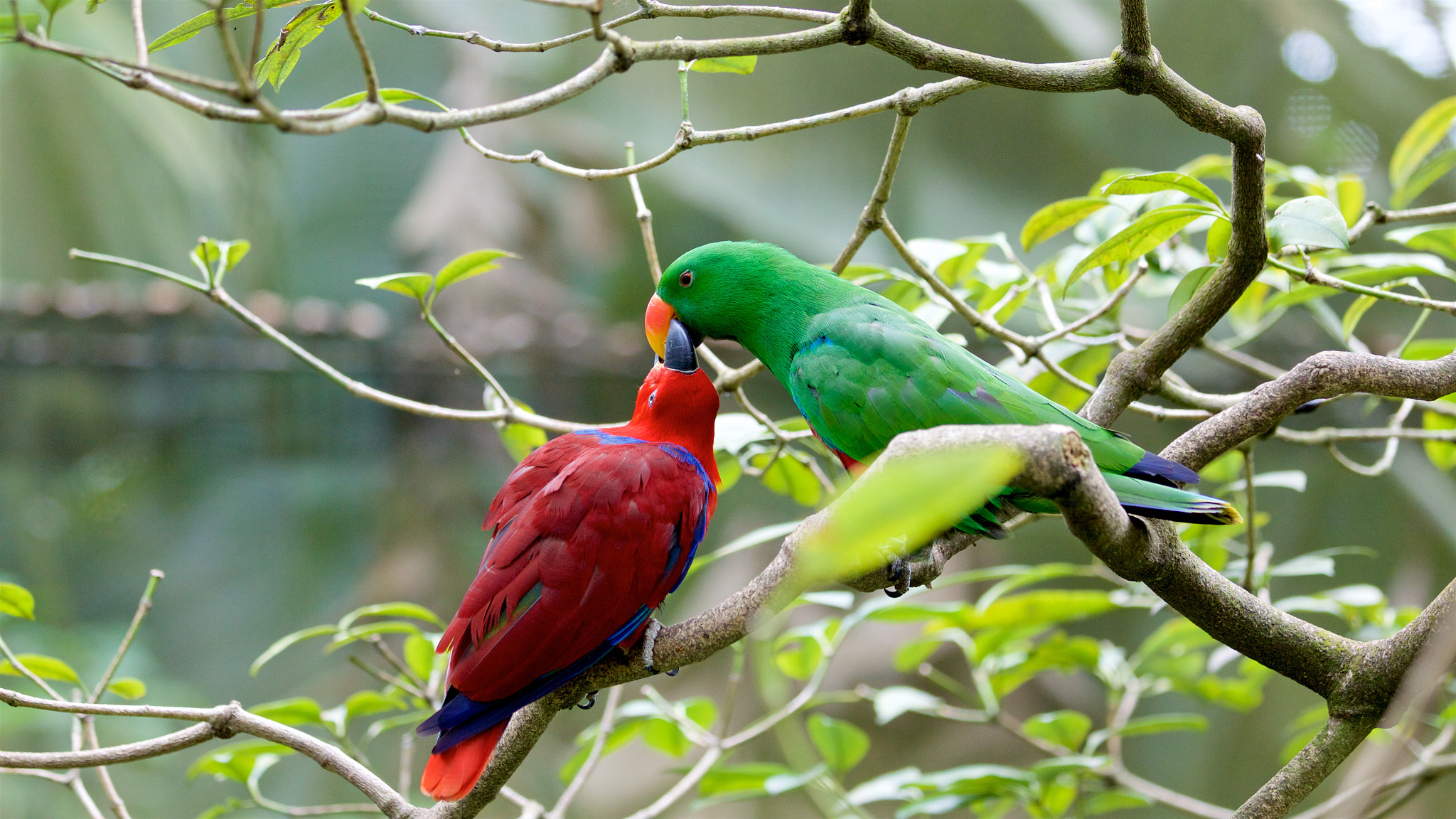 Canon EOS 50D sample photo. Love birds photography