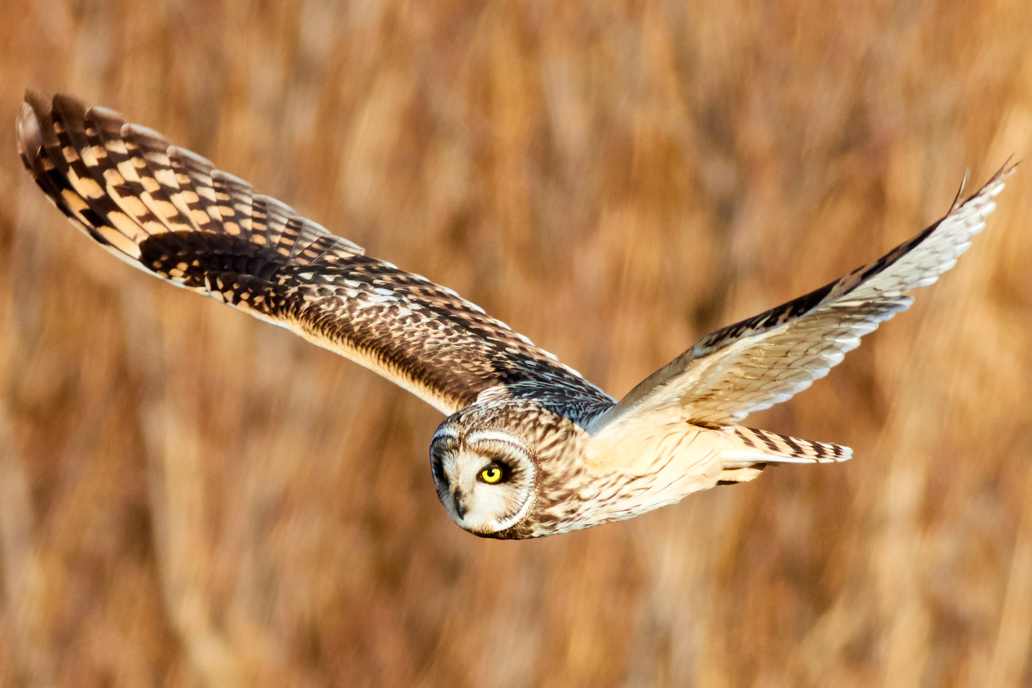 Canon EOS 7D Mark II + Canon EF 400mm F5.6L USM sample photo. Short-eared owl photography