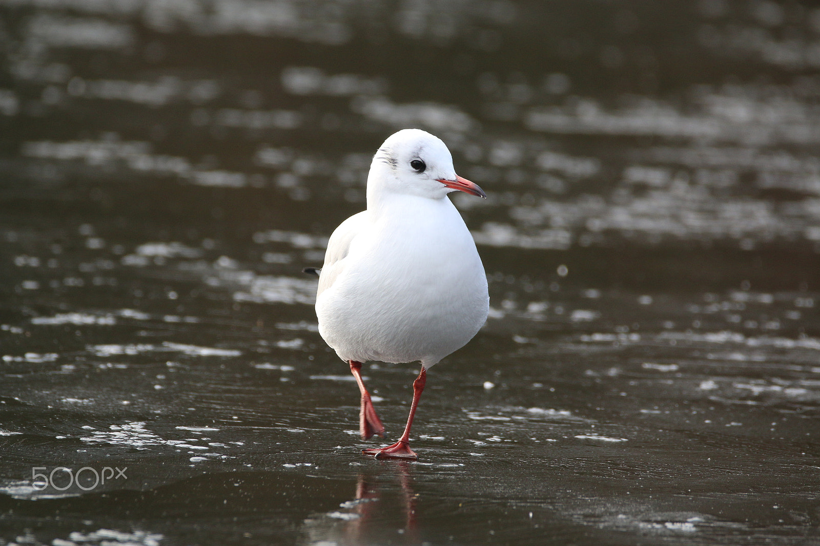 Sigma 150-600mm F5-6.3 DG OS HSM | C sample photo. Cold feet photography