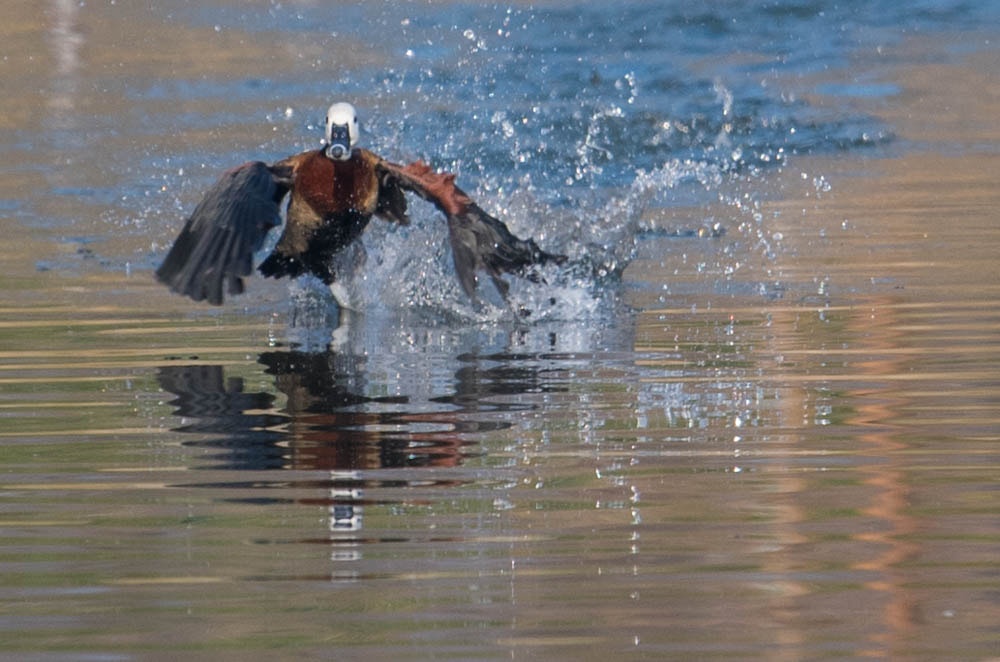 Nikon Nikkor AF-S 300mm F4E PF ED VR sample photo. Oie égyptienne  photography