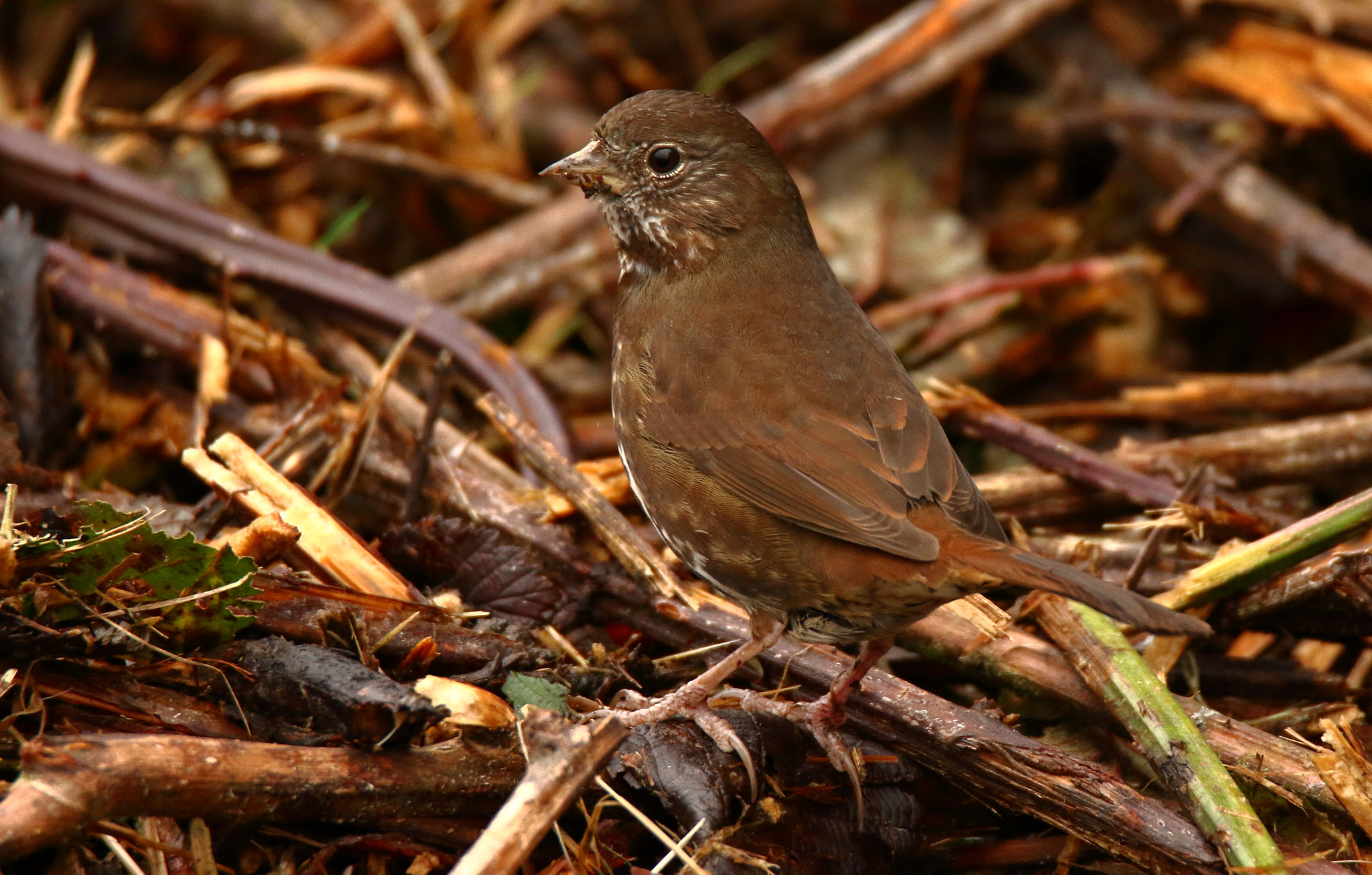 Tamron SP 150-600mm F5-6.3 Di VC USD sample photo. Fox sparrow photography