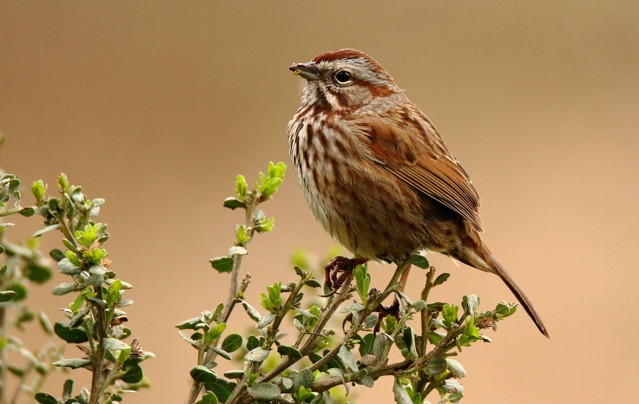 Tamron SP 150-600mm F5-6.3 Di VC USD sample photo. Song sparrow photography