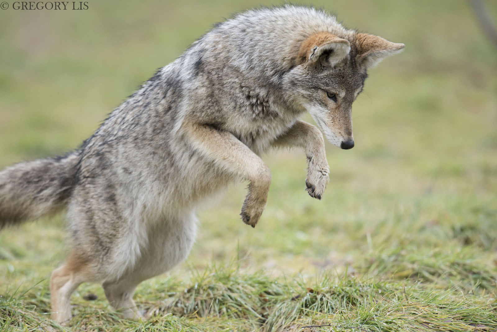 Nikon D810 + Nikon AF-S Nikkor 500mm F4G ED VR sample photo. Coyote striking photography