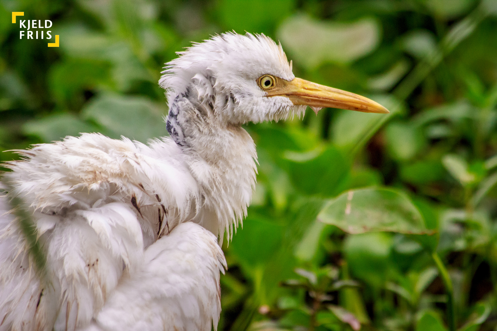Canon EOS 600D (Rebel EOS T3i / EOS Kiss X5) sample photo. Scruffy bird photography