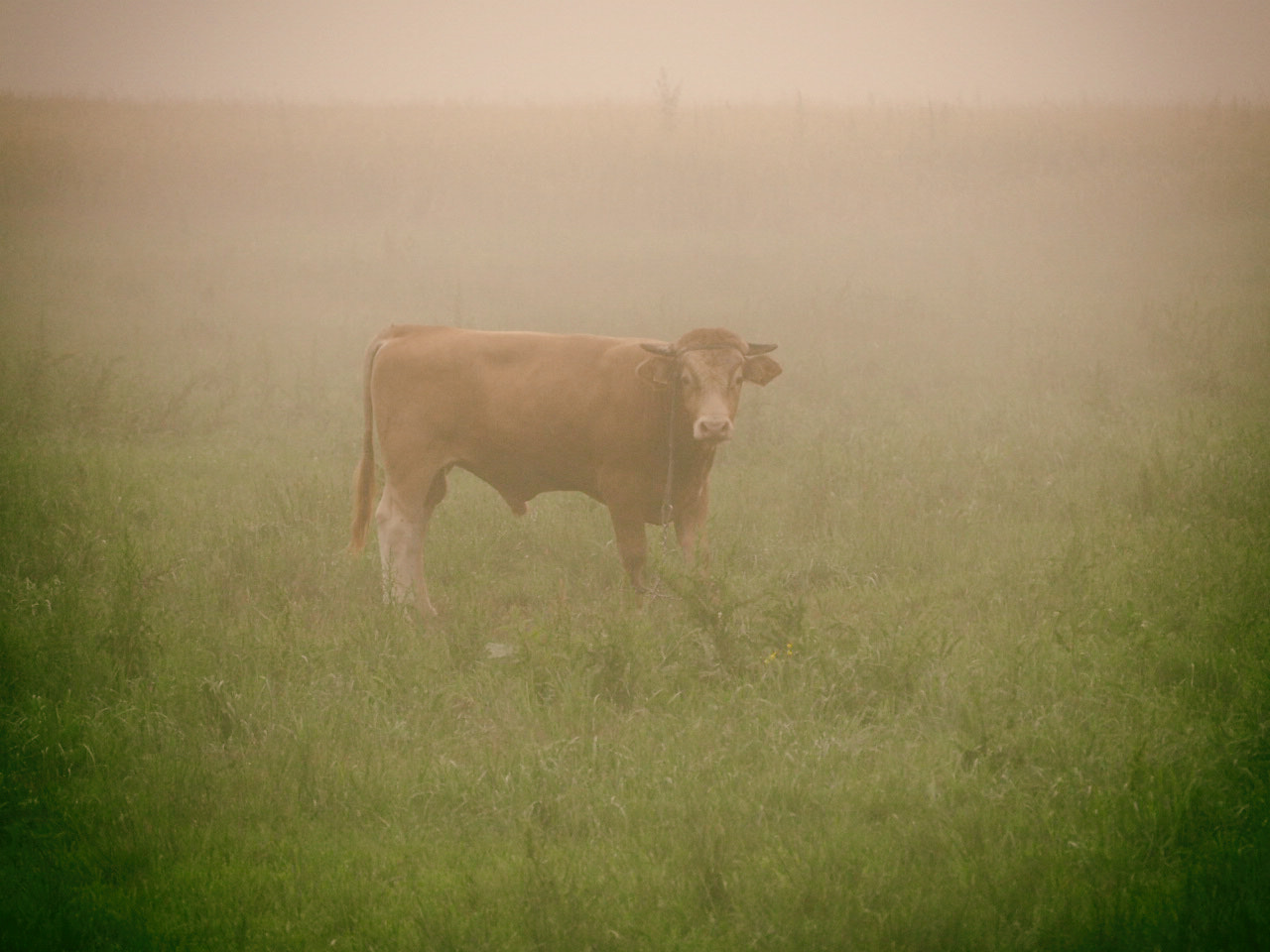 Olympus OM-D E-M10 sample photo. Zambrów - the small town photography