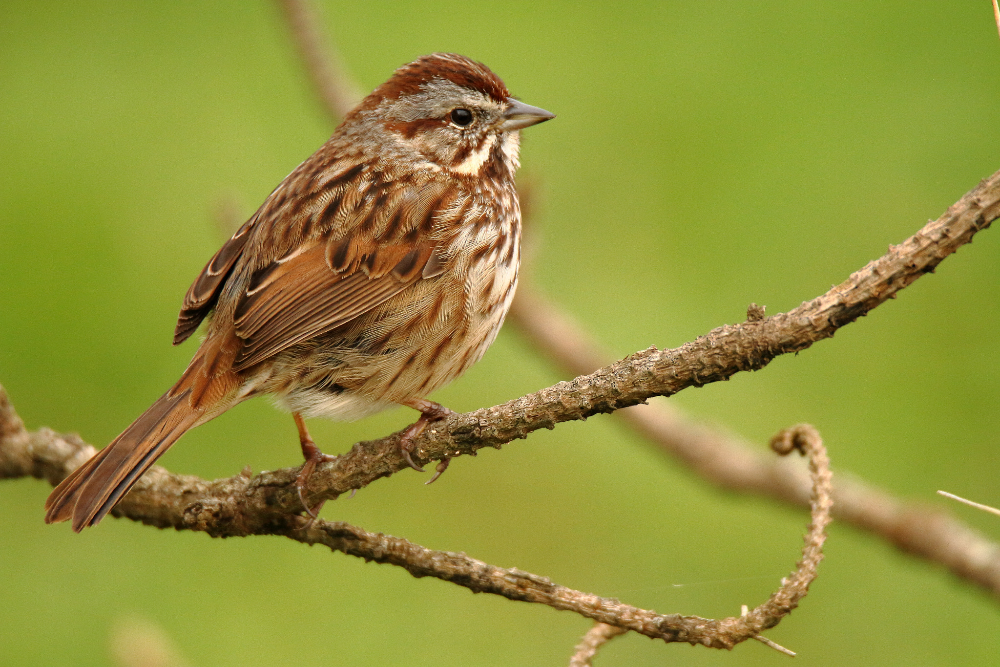 Tamron SP 150-600mm F5-6.3 Di VC USD sample photo. Song sparrow photography
