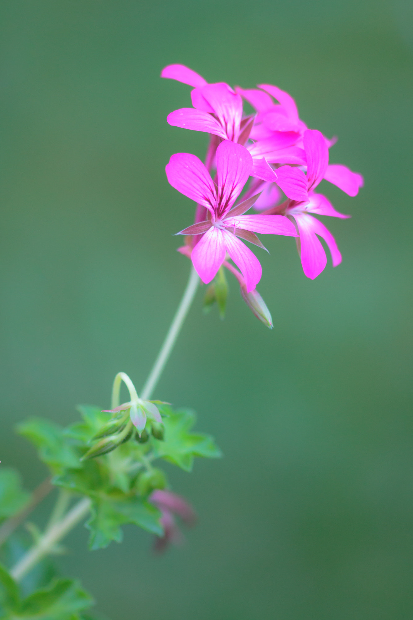 Sigma 105mm F2.8 EX DG OS HSM sample photo. Nature  photography