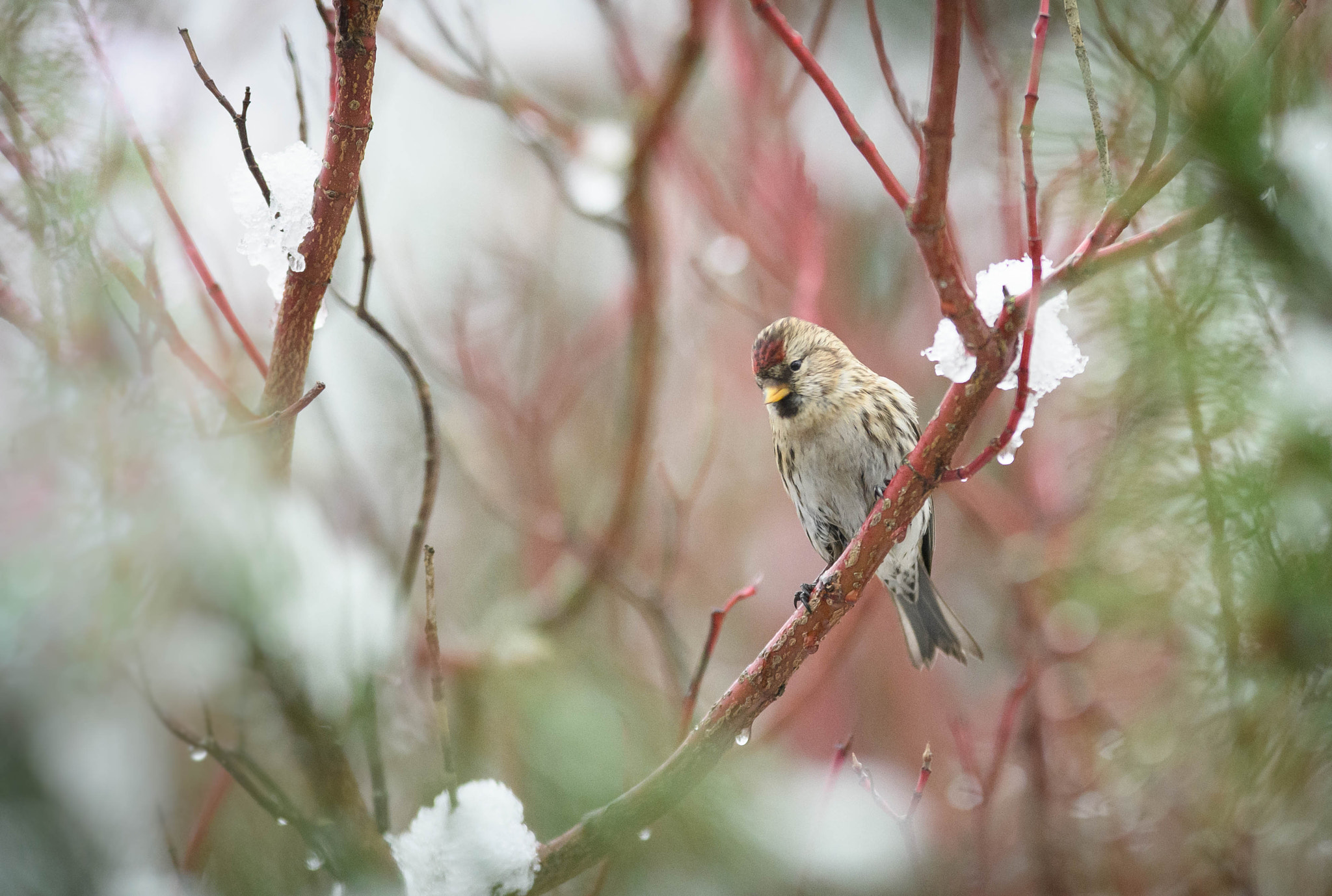 Nikon AF-S Nikkor 300mm F2.8G ED VR II sample photo. Carduelis flammea photography