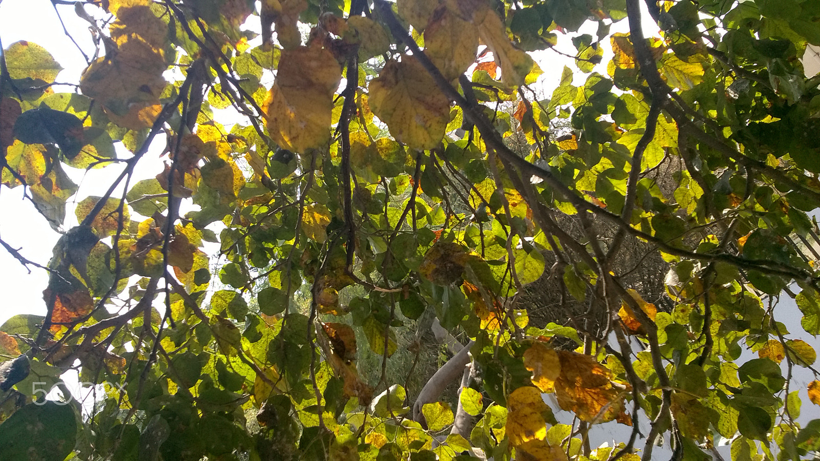 Nokia Lumia 730 Dual SIM sample photo. Leaves in the afternoon photography