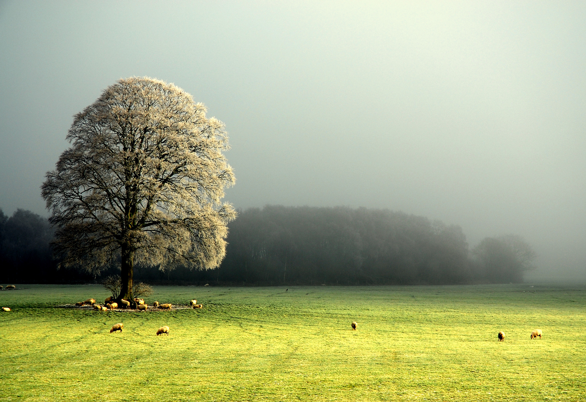 Nikon D200 sample photo. Light through the mist photography