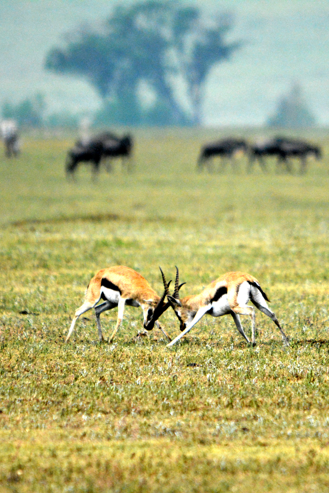 Nikon D5200 + Sigma 150-500mm F5-6.3 DG OS HSM sample photo. Thomson's gazelles fighting photography